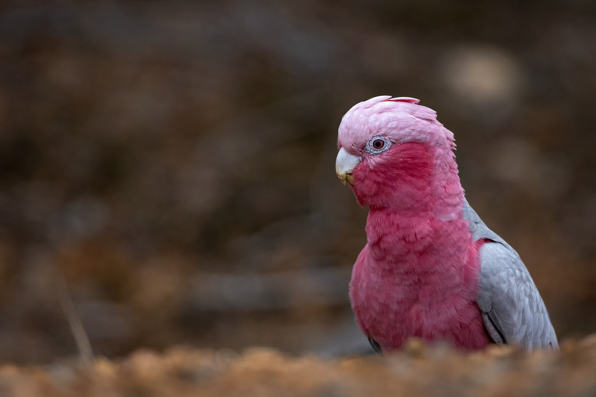 Galah, Stirling Ranges, West Australia
