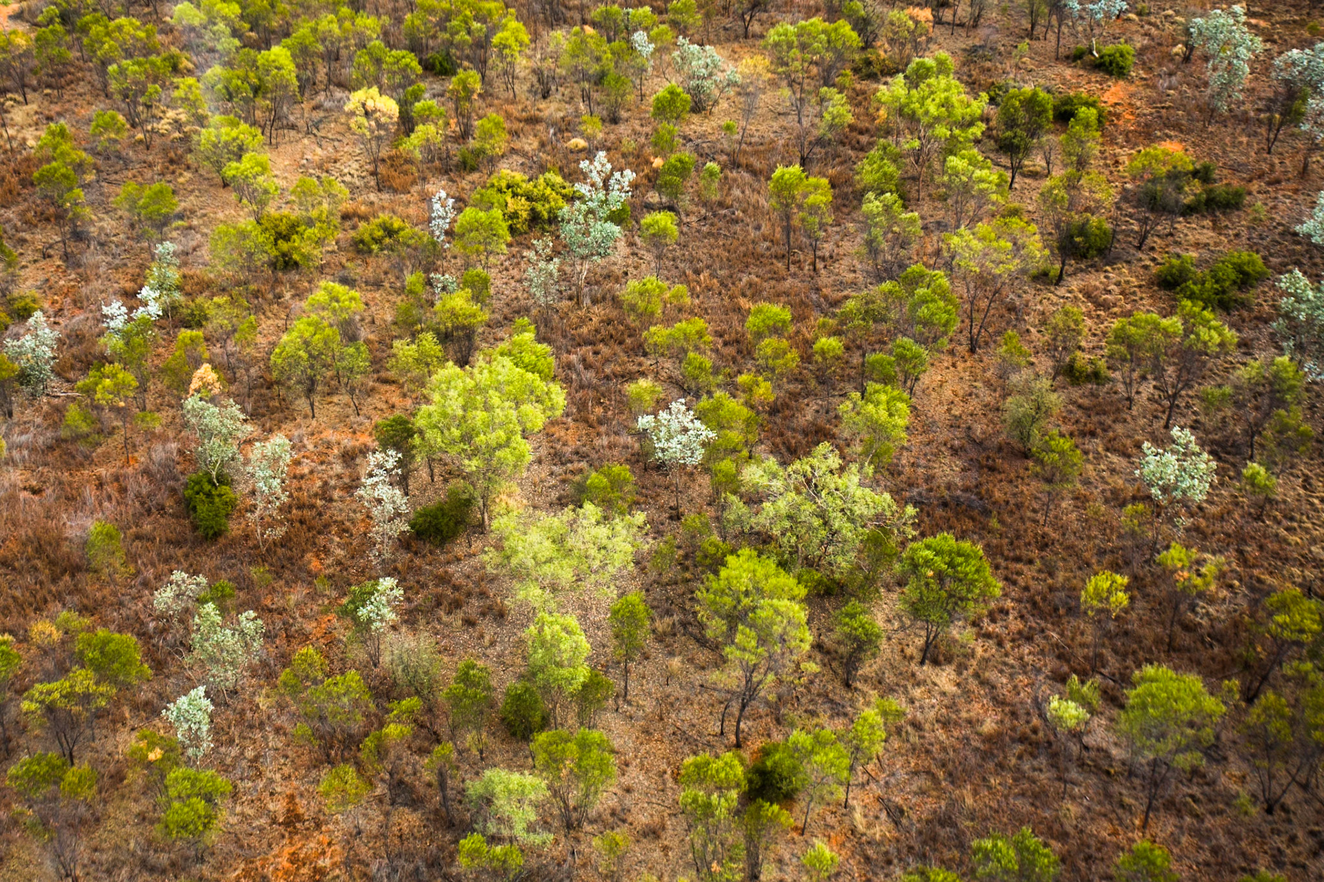 Aerial view, the Bungle Bungles, West Australia
