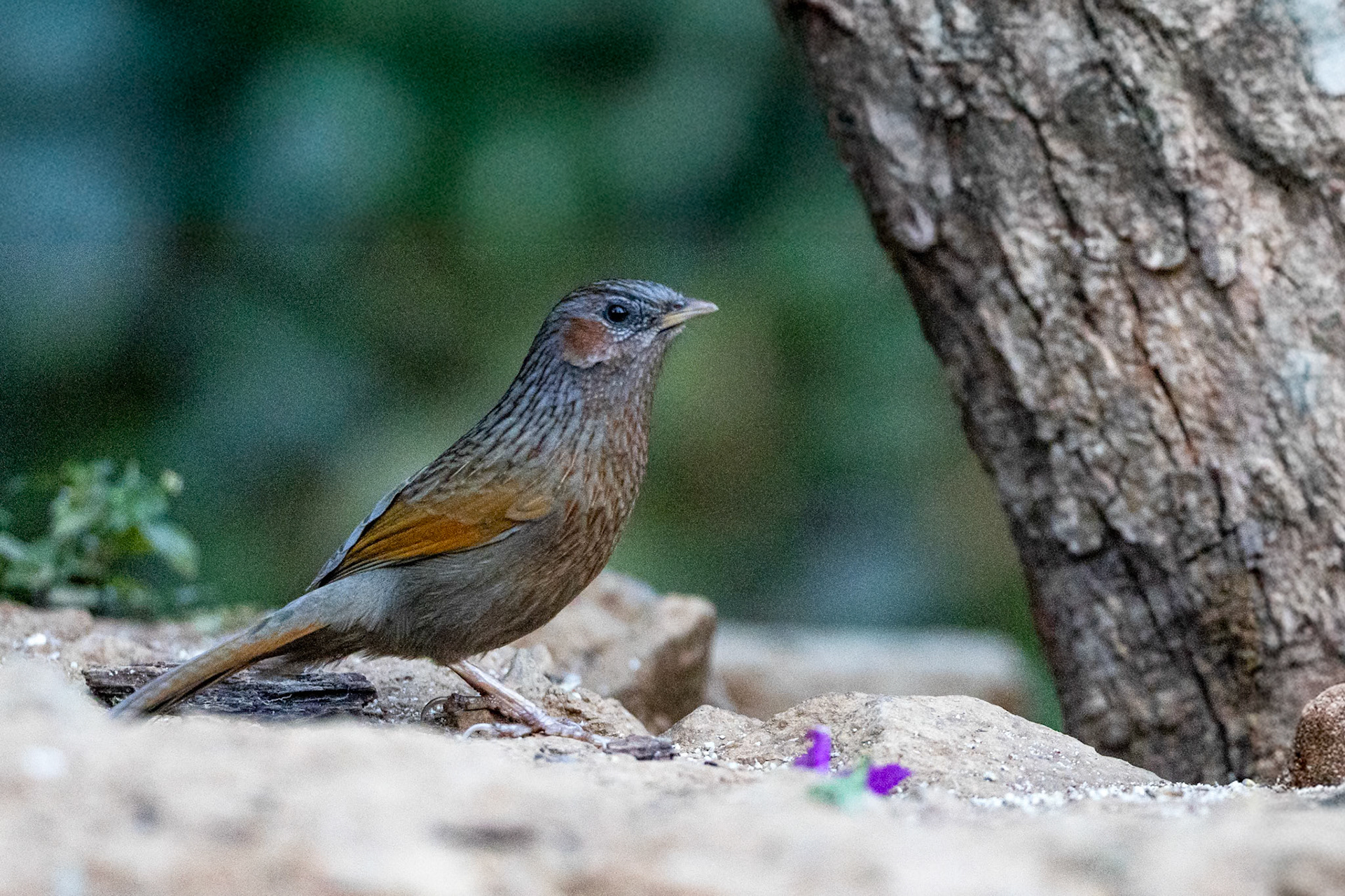 Streaked laughingthrush, Bird's Den,, Corbett Tiger Reserve, India