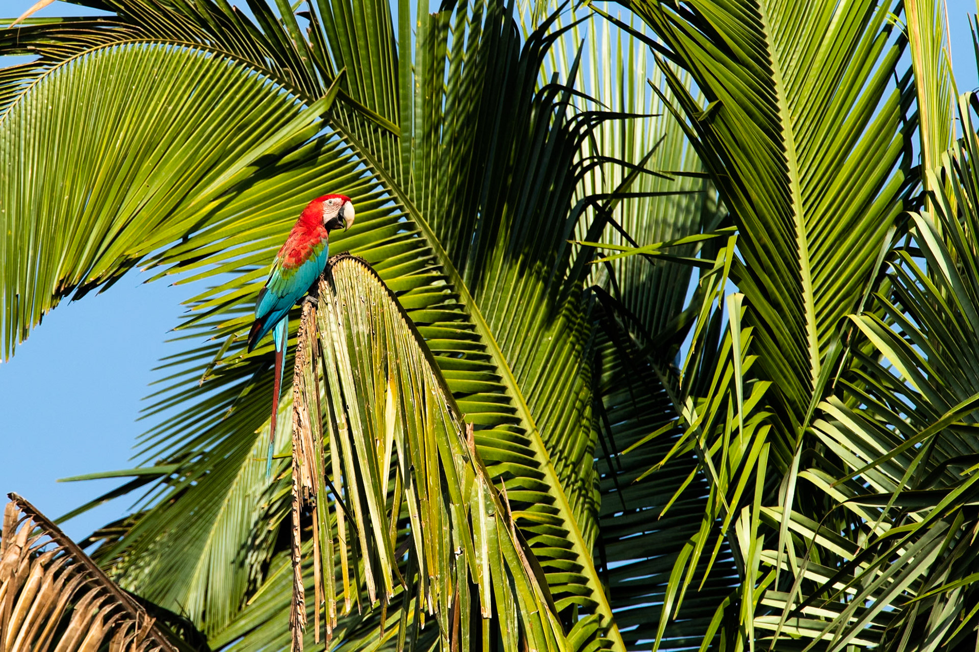 Red and green macaw,  Tambo Blanquillo, Manu National Park,  Peru