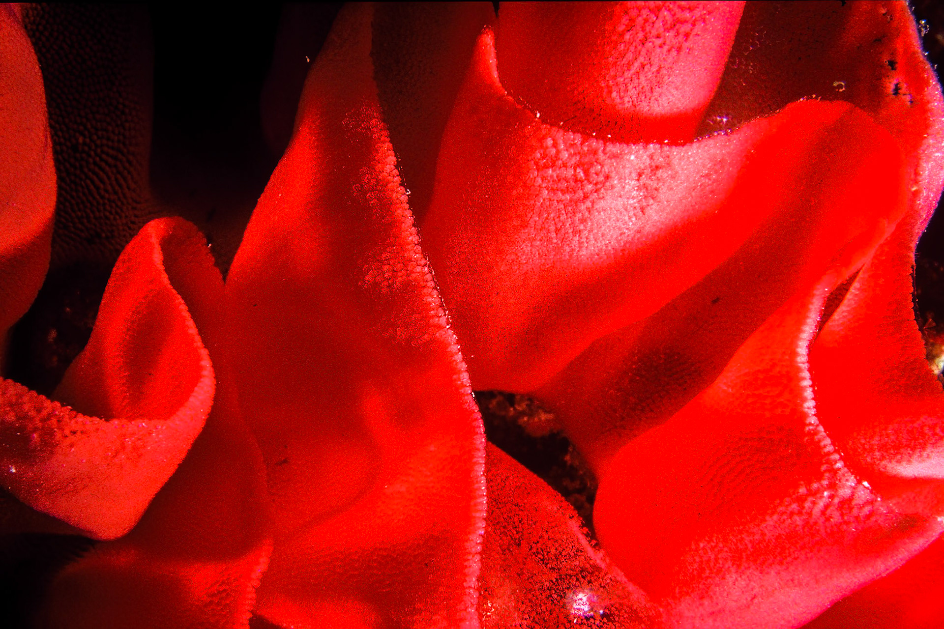 Nudibranch eggs, Comores