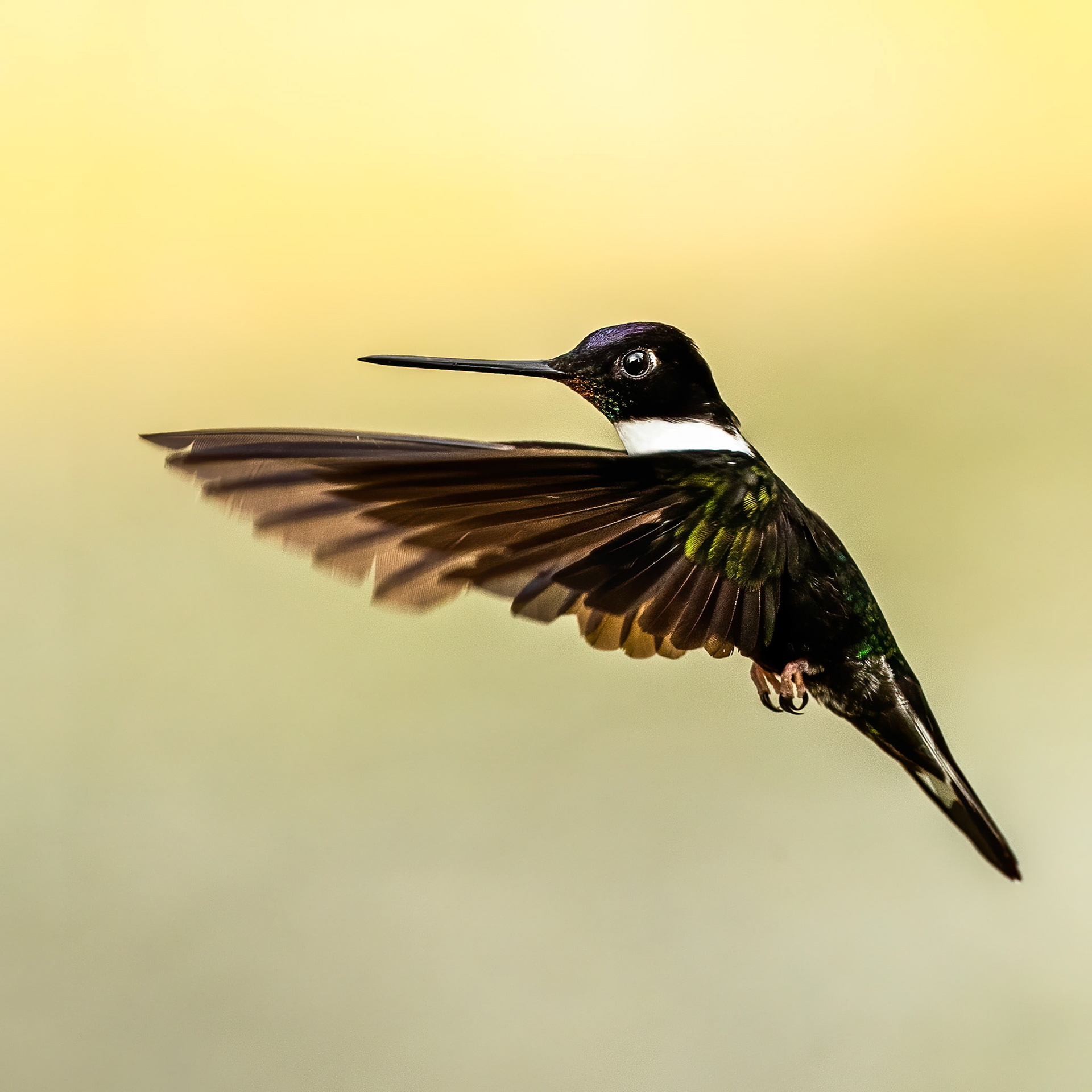 Collared Inca, Rio Blanco, Colombia
