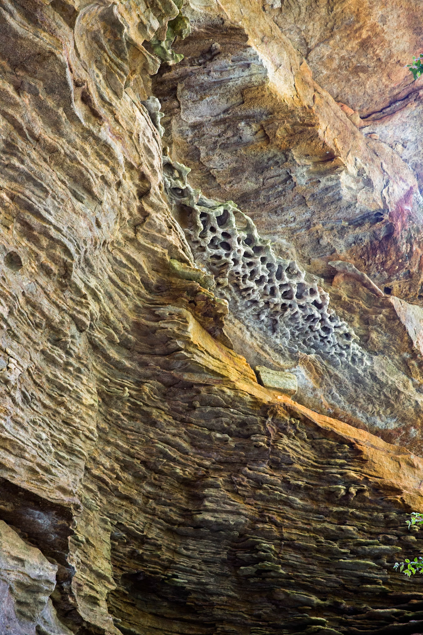 From Springwood Station walked to the bottom of Sassafras Gully Road, descending the gully following the creek downstream to Perch Ponds (tea stop) at the intersection of Magdala and Glenwood creeks.  Continued downstream following Glenbrook creek past Martin's camping area and then took the track out of the creek up to Martins Lookout (lunch).  Followed the service road back to Farm road. Notes by Peter Watt.