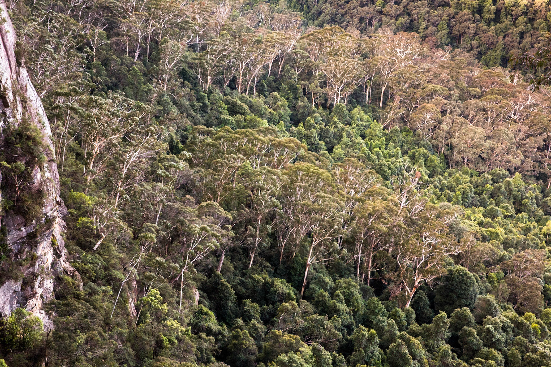 Started at the Scenic Railway and descended via Furber Steps to Federal Pass. Traversed Federal Pass past the lower station of Scenic Railway; through the landslide area; past the bottom of Golden Stairs as far as Ruined Castle.  Lunch on top Ruined Castle then completed a circuit around Ruined Castle back to Federal Pass.  Retraced our steps to Golden Stairs which we took up to Narrow Neck. Notes by Peter Watt.