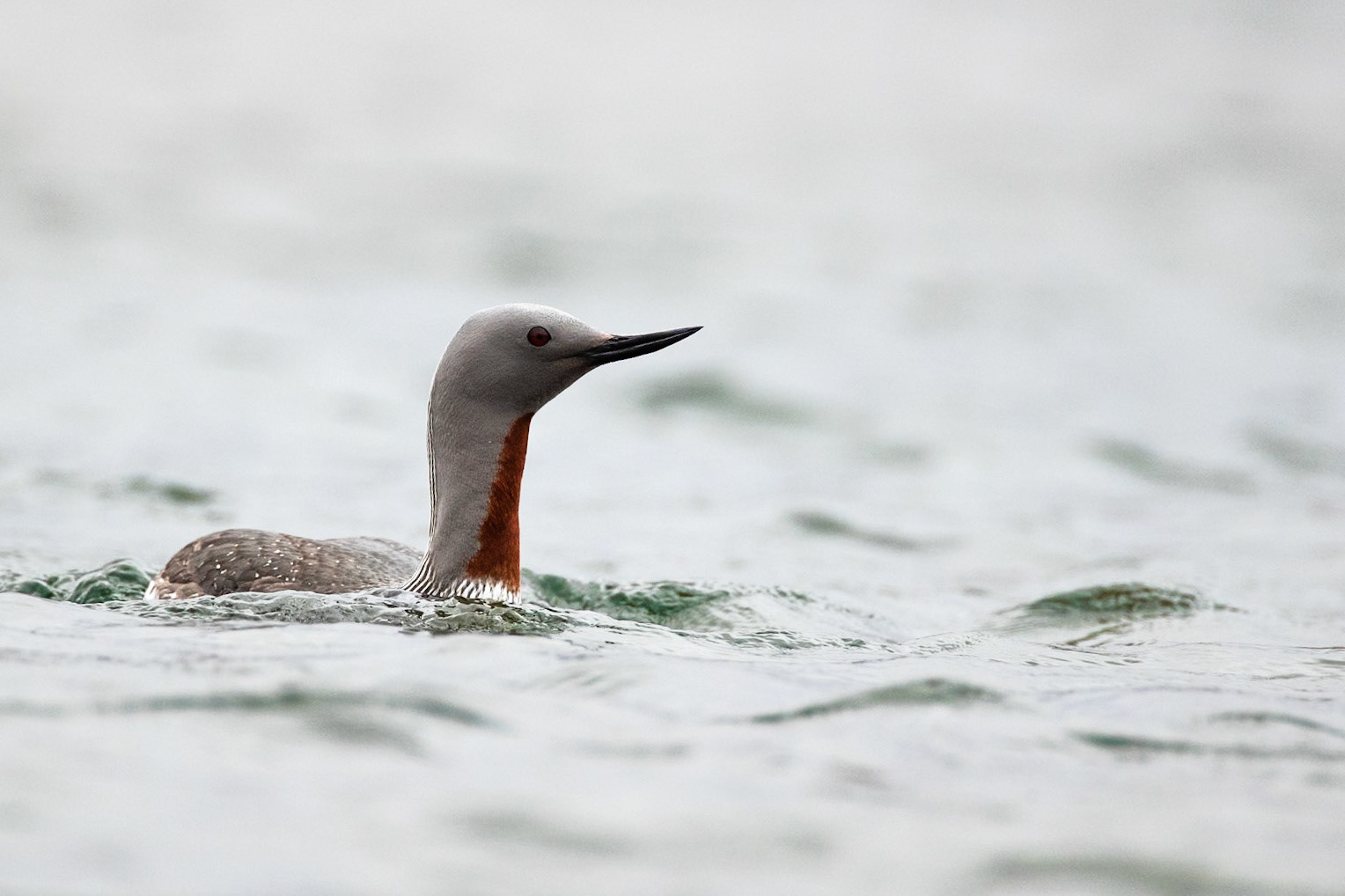 Red-throated diver, in the Highland lakes between Patreksfjörður and Ísafjörður