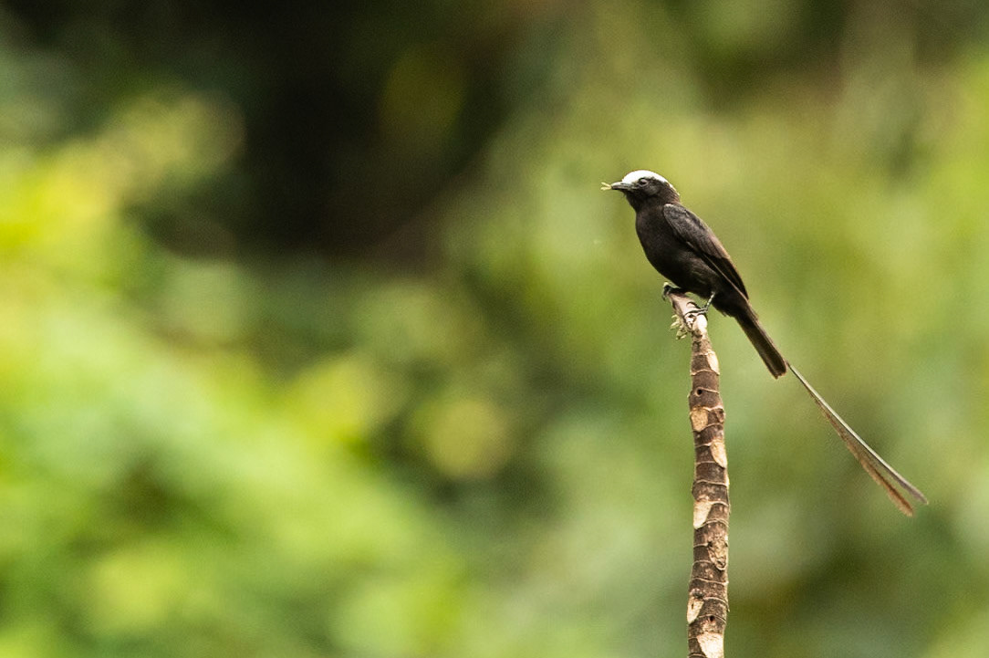 Long-tailed tyrant, Amazonia Lodge, Manu National Park,  Peru