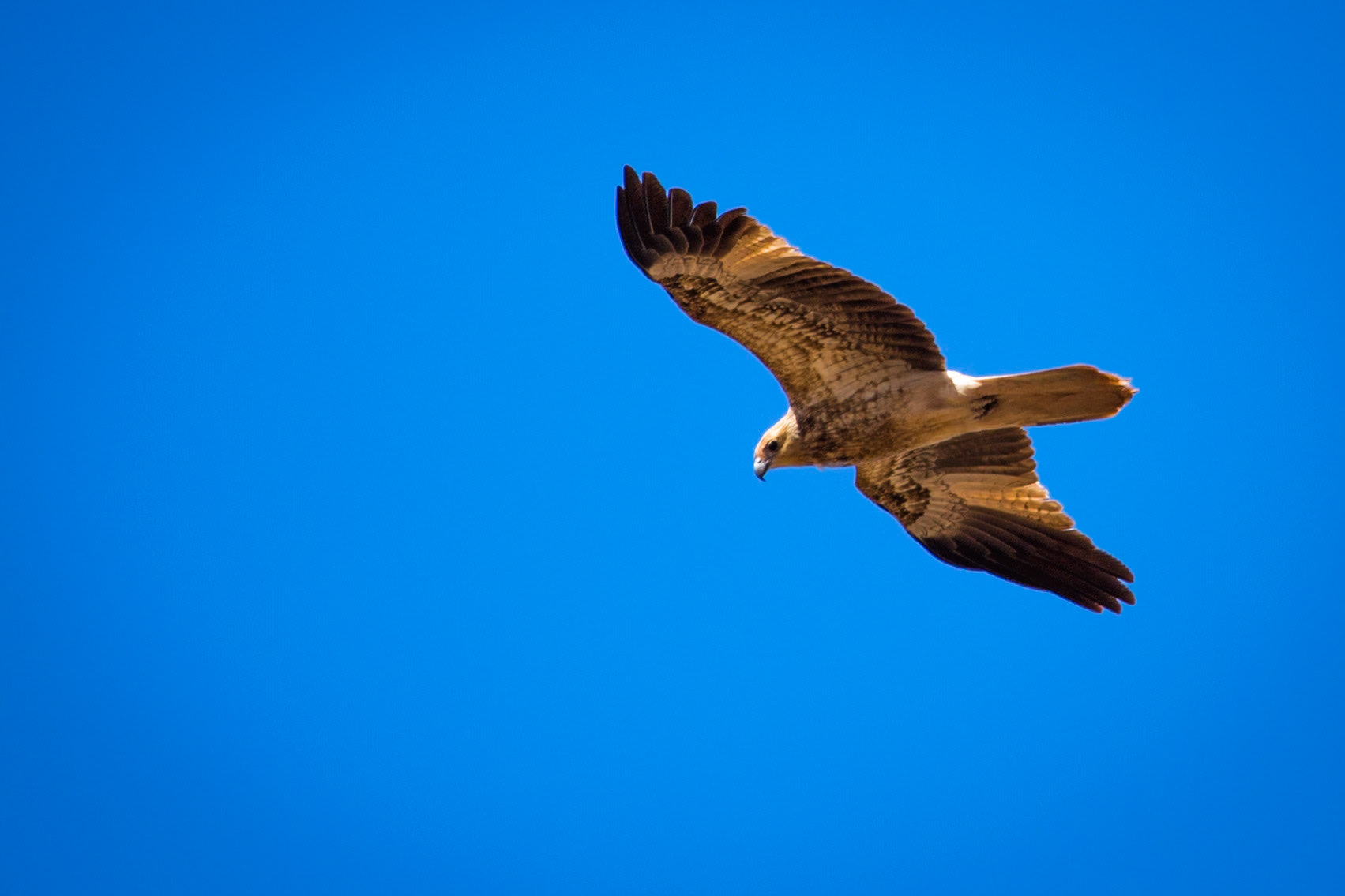 Whistling kite, El Questro Wilderness Park, The Kimberly, Western Australia