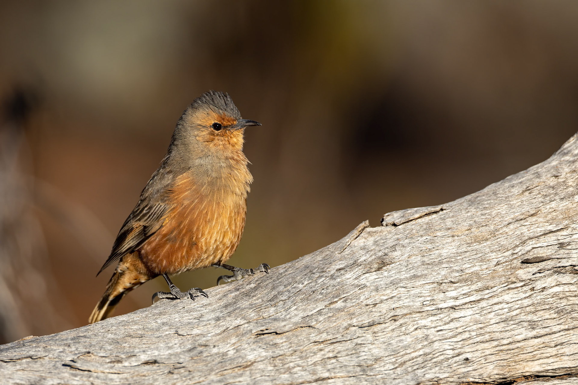 Rufous treecreeper, Norseman, West Australia