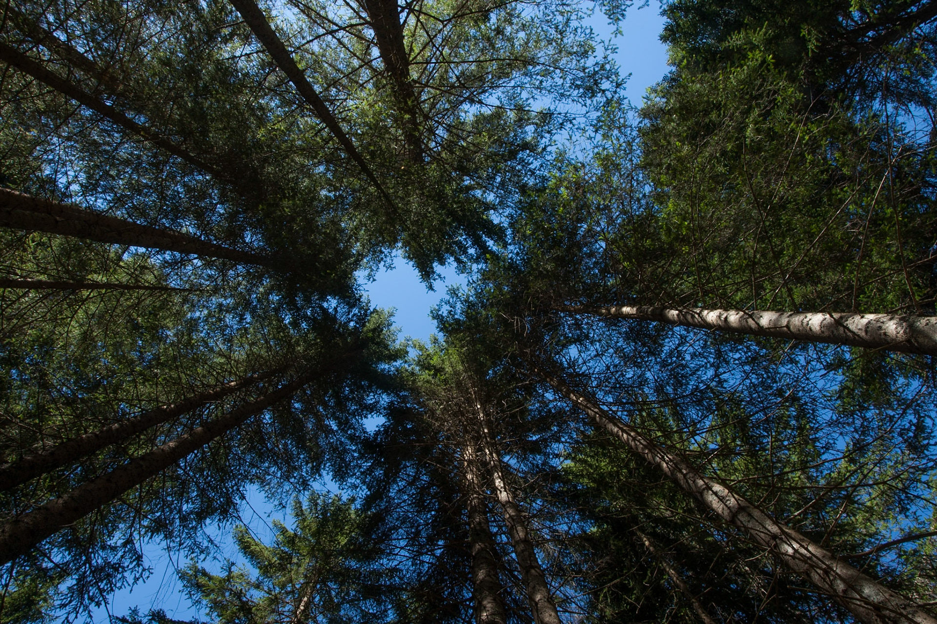Forest canopy, Madonna di Campiglio, Italy.