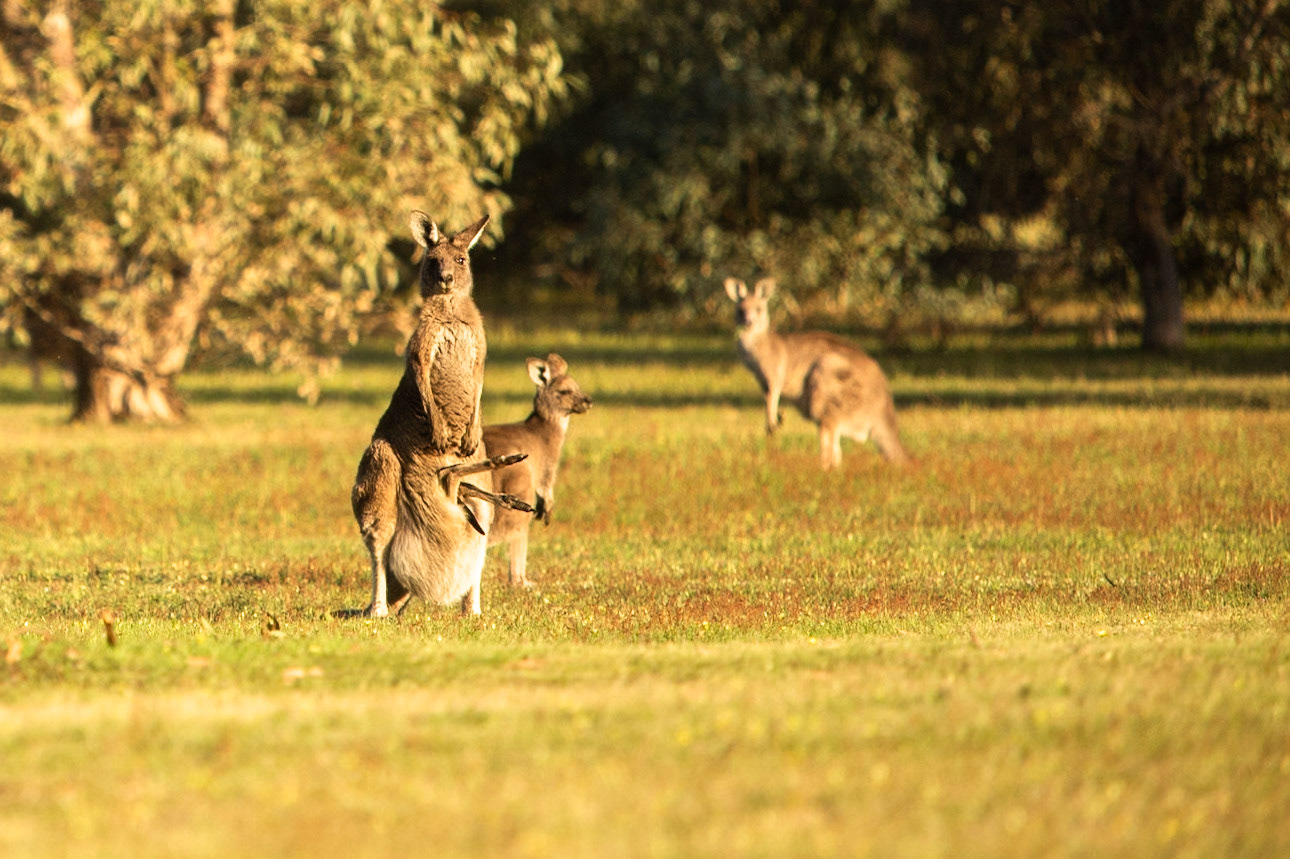 Eastern grey kangaroo, Eagle Wings Rise, Hall's Gap, The Grampians, Victoria