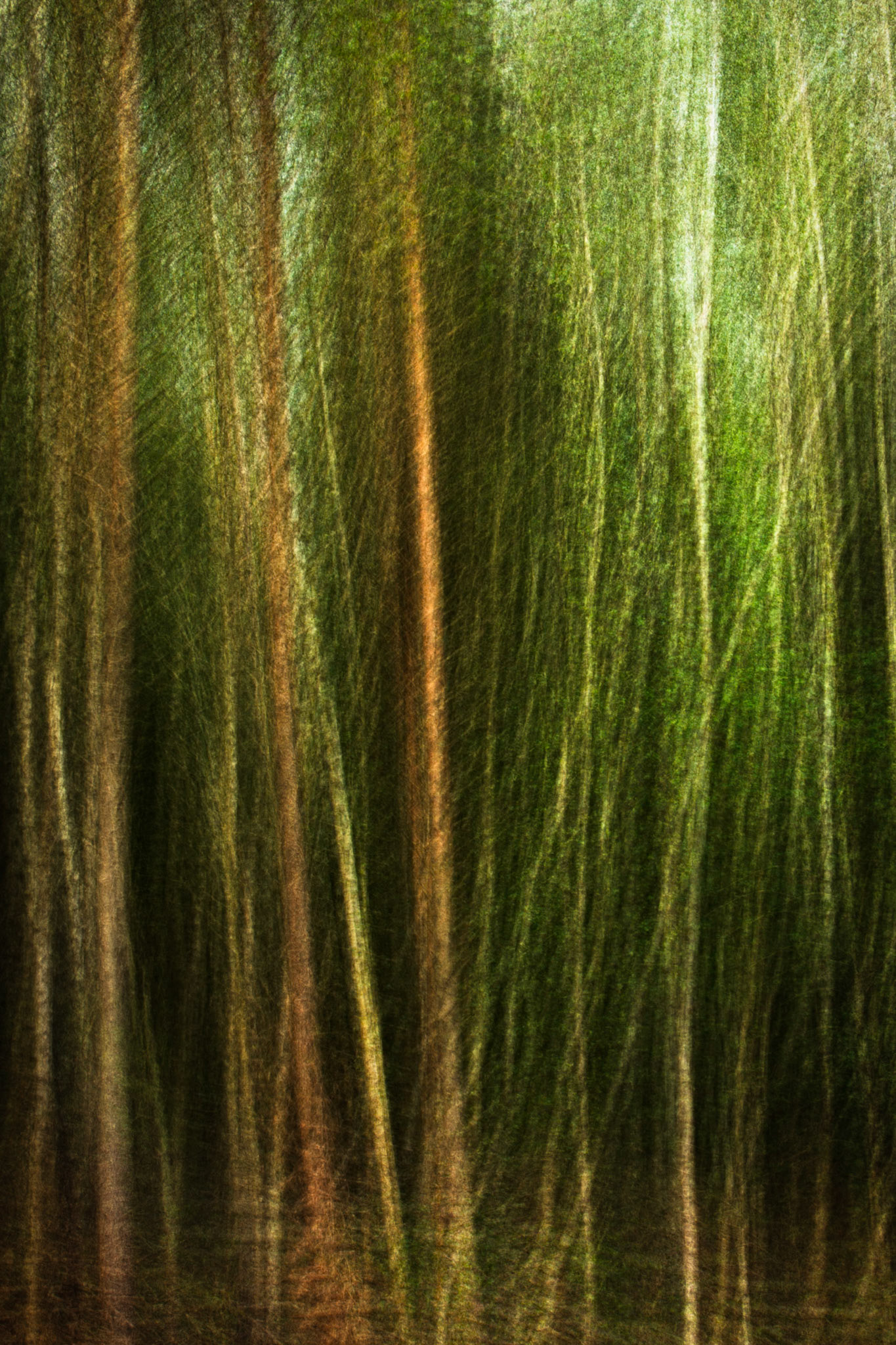 Abstract forest. Peaslake is in the centre of the Surrey Hills area, close to the market town of Guildford, England.