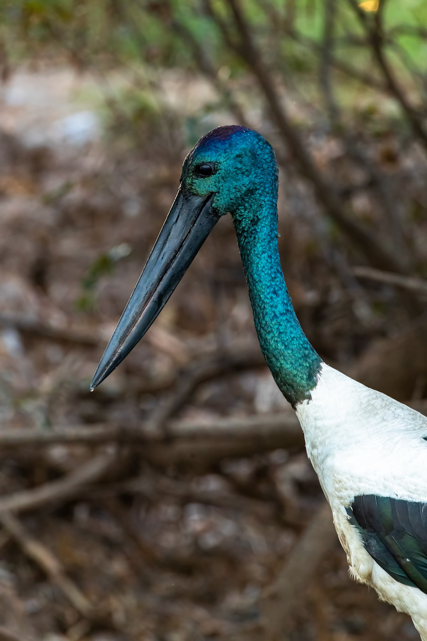 Black-necked stork, Corroboree billabong, Corroboree, Northern Territory, Australia