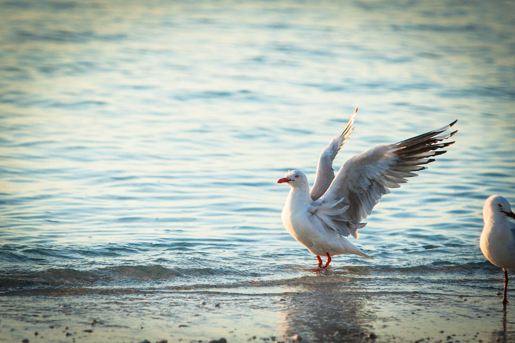 Bathtime for a silver gull, Lady Elliott Island, Queensland, Australia