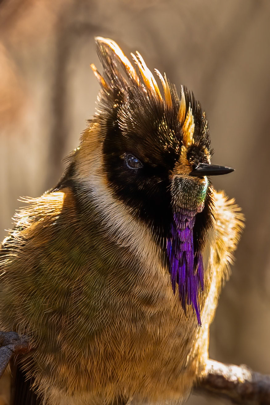 Buffy helmetcrest, Terminales del Ruiz, Colombia, 2020