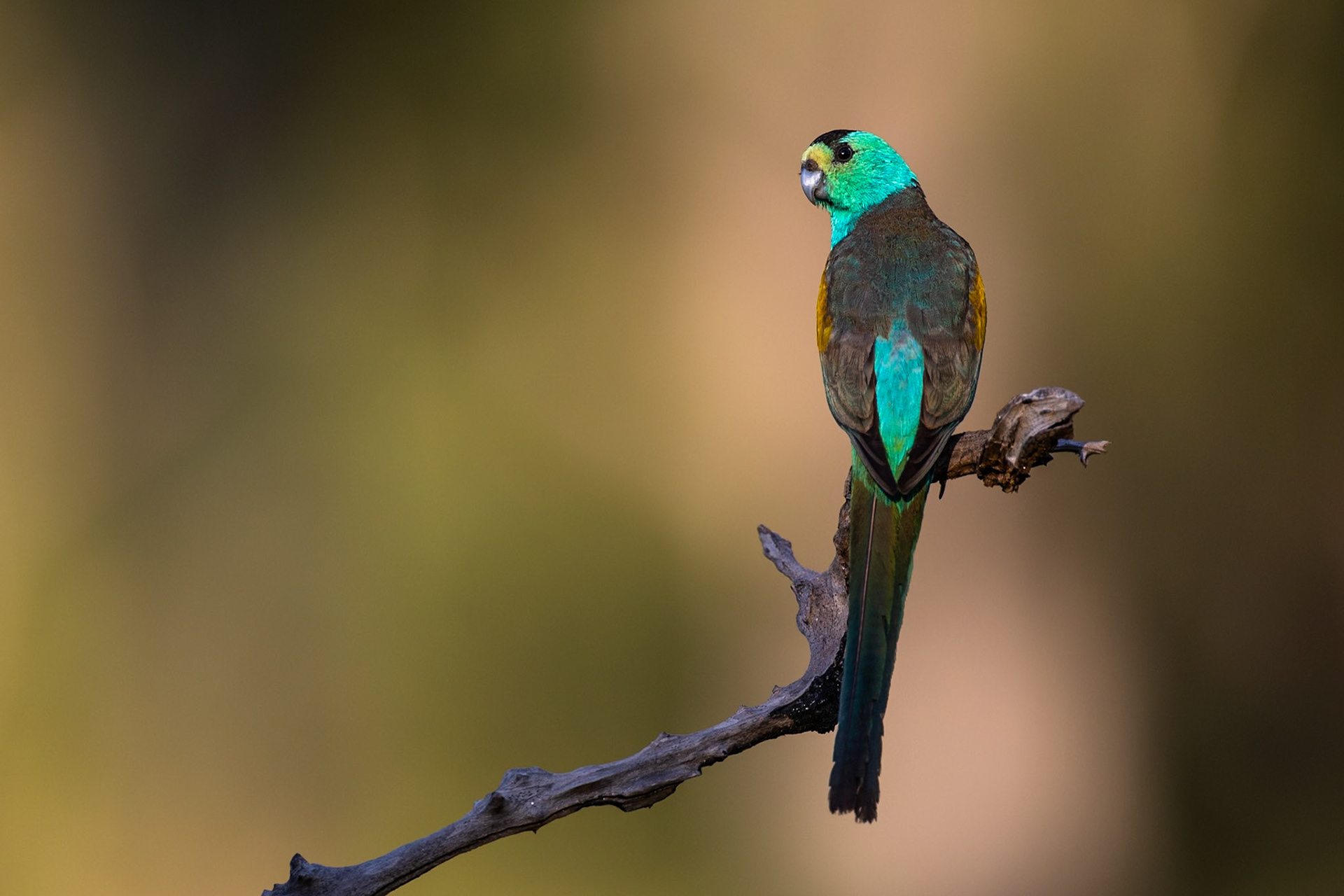 Golden-shouldered parrot, Artemis station, Musgrave, Cape York Penninsula, Queensland