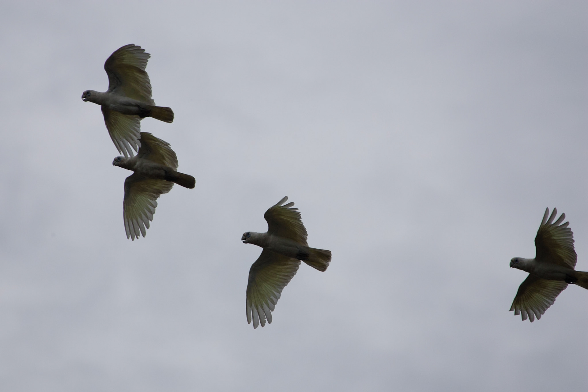Little Corellas in flight, Cooinda, Kakadu, Northern Territory