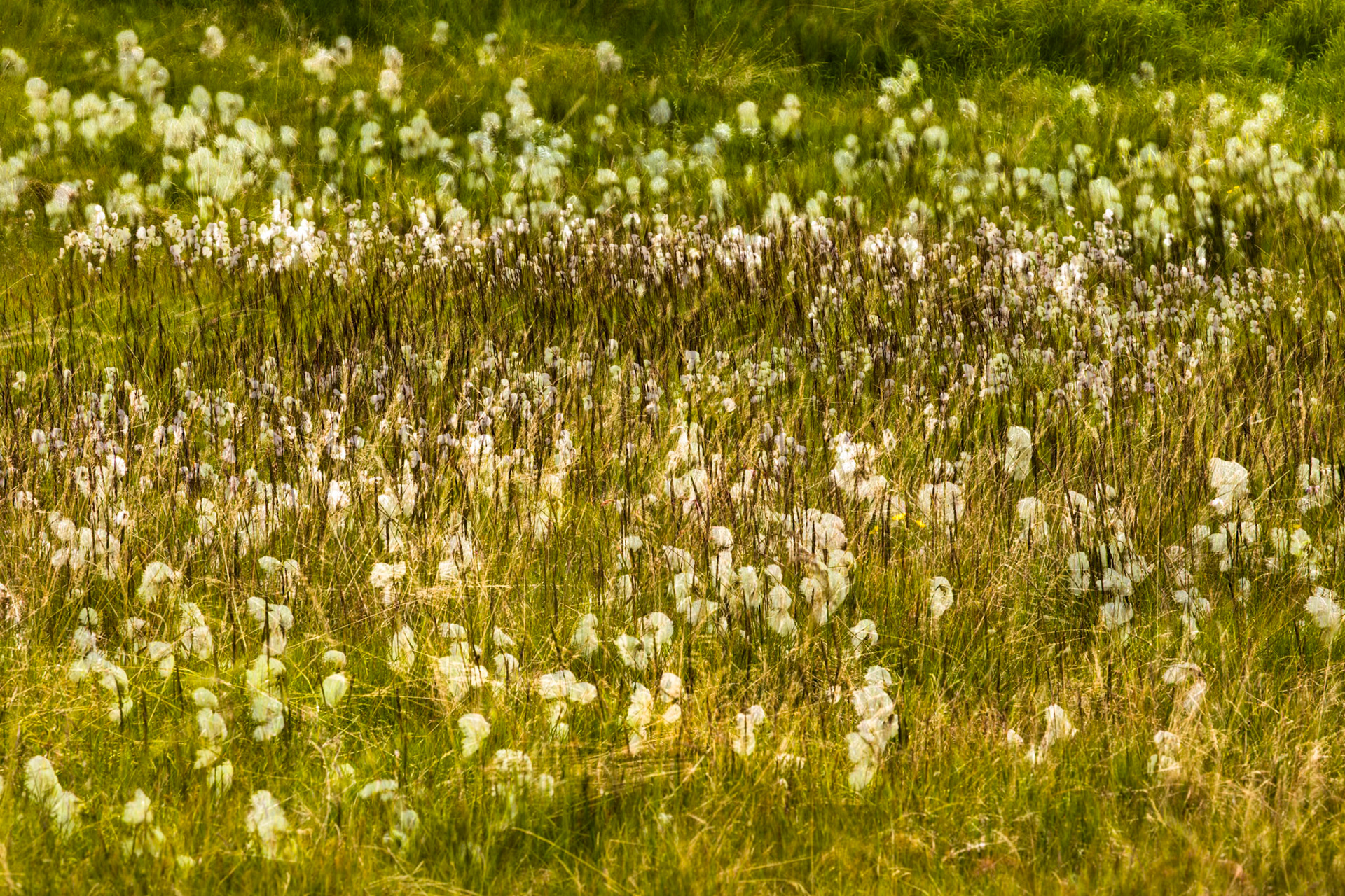 Flatey island, Breiðafjörður, Iceland