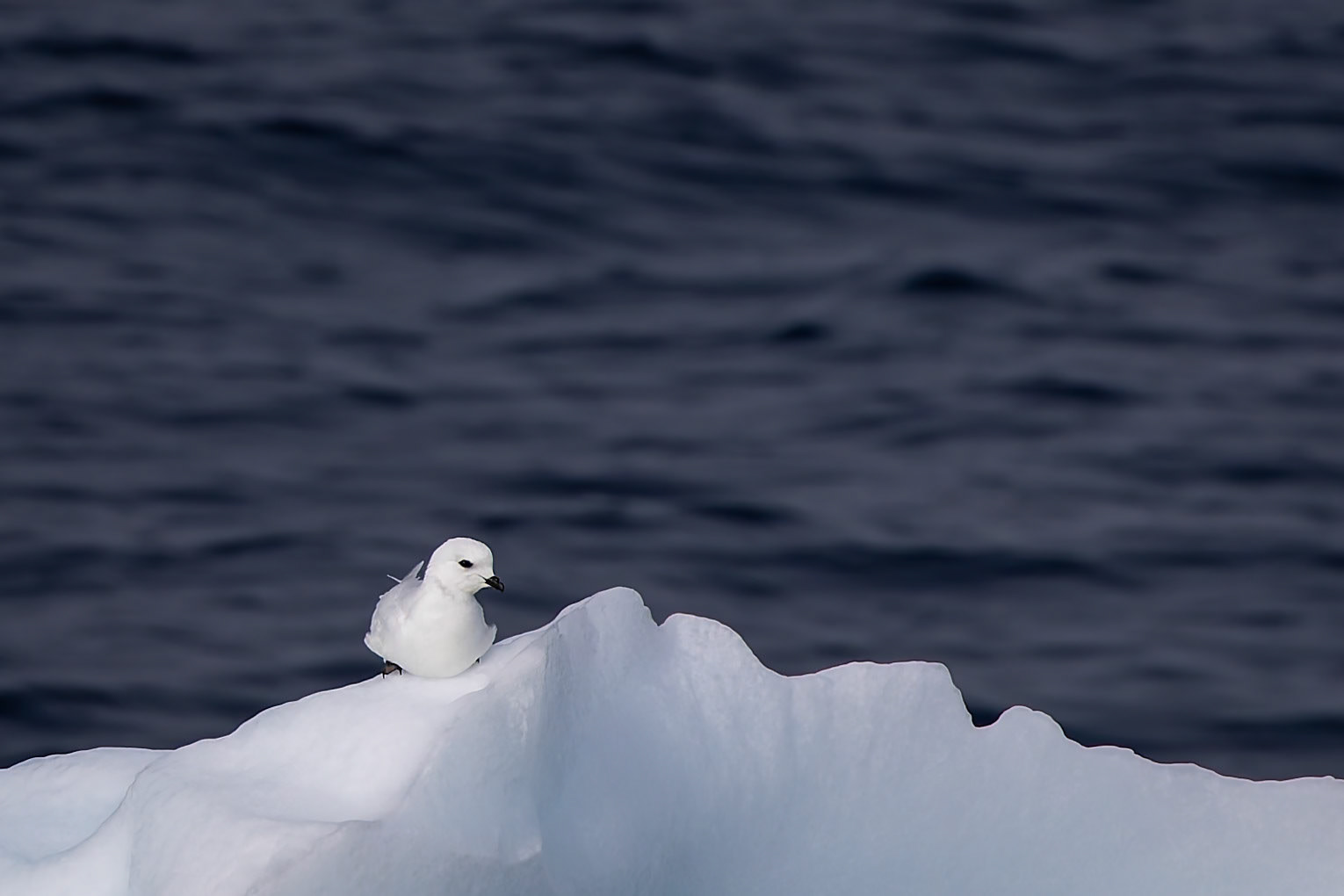Snowy petrel, Useful Island, Antarctica