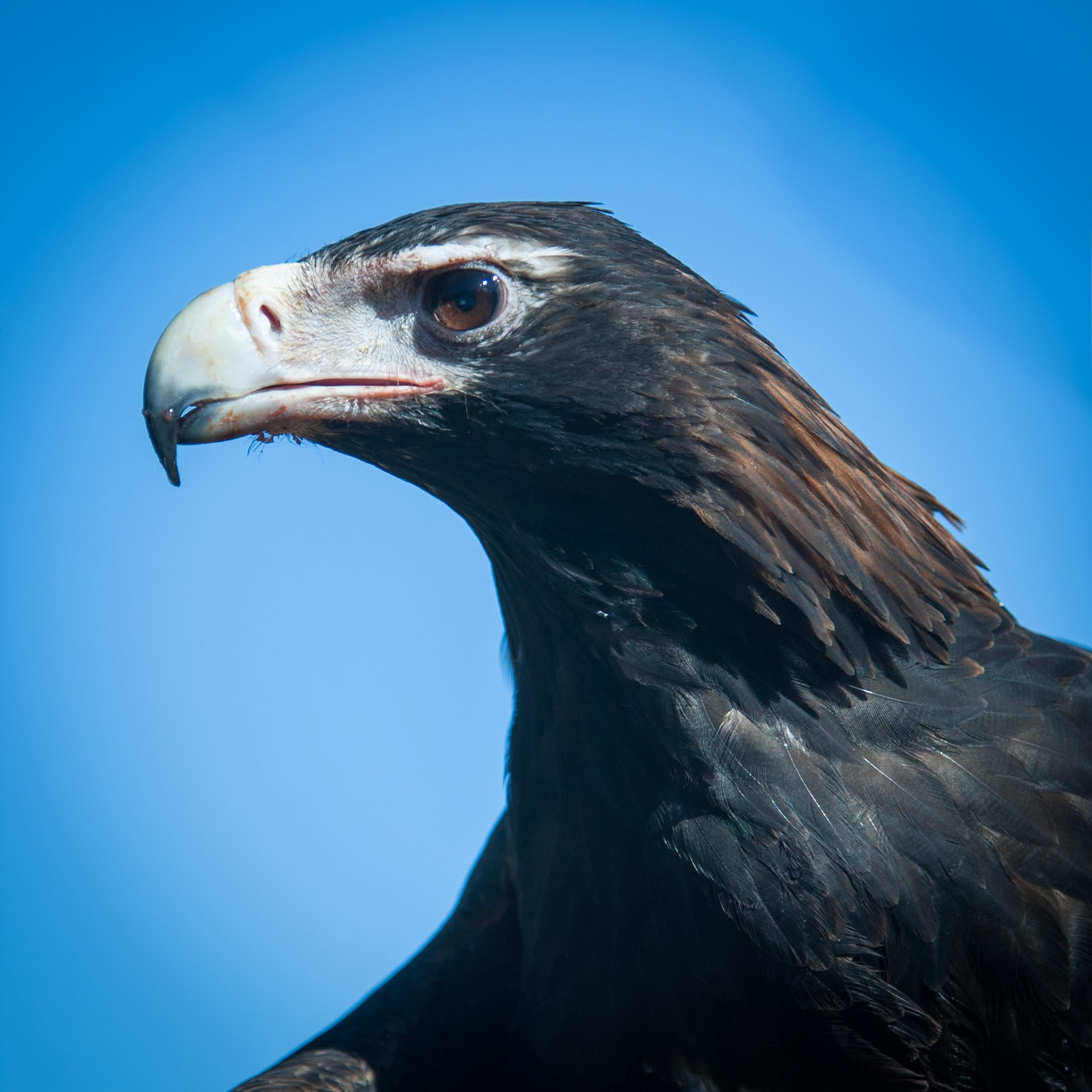 Lamington National Park, Queensland