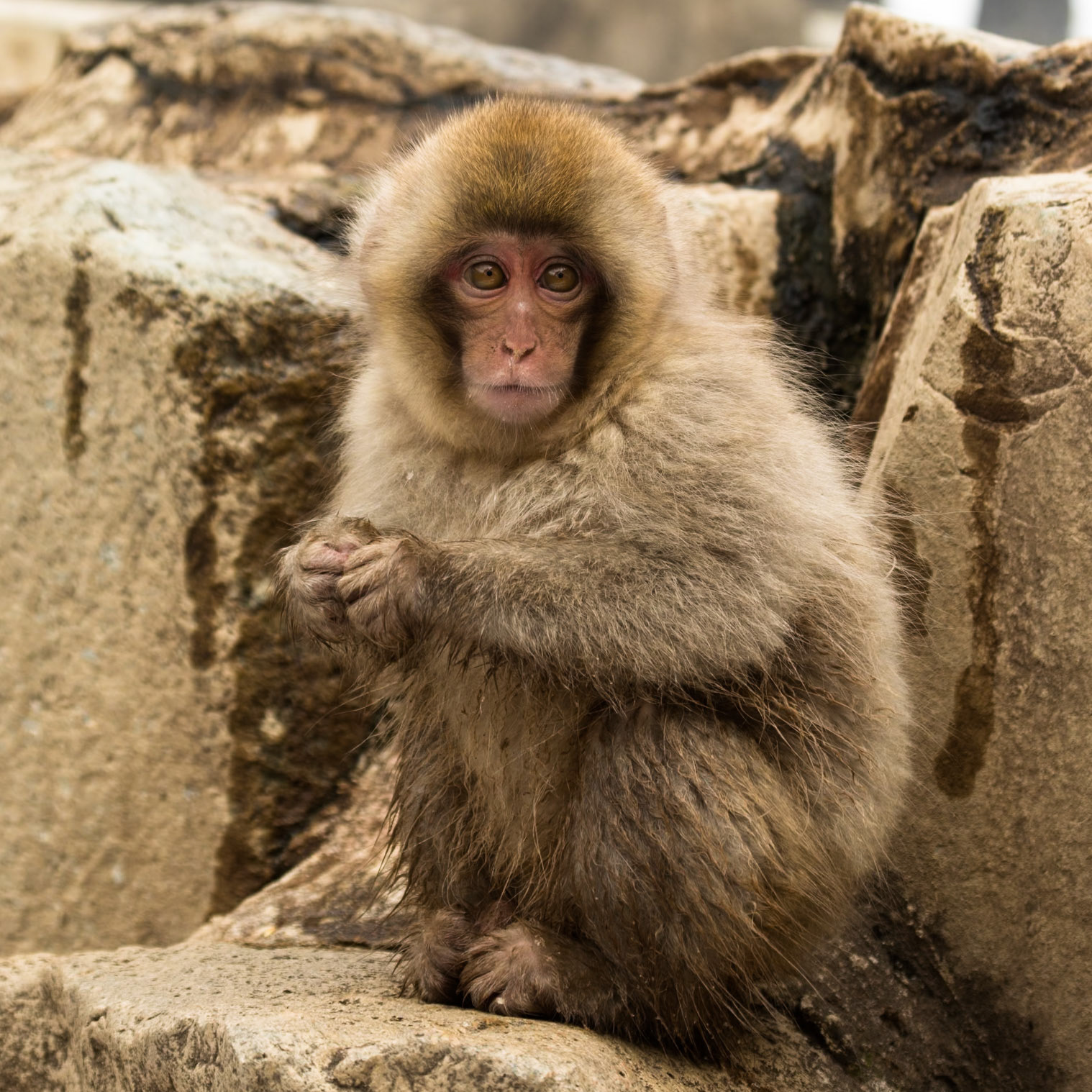 Jigokudani Yaen-Koen, Snow Monkeys, Yudanaka, Japan