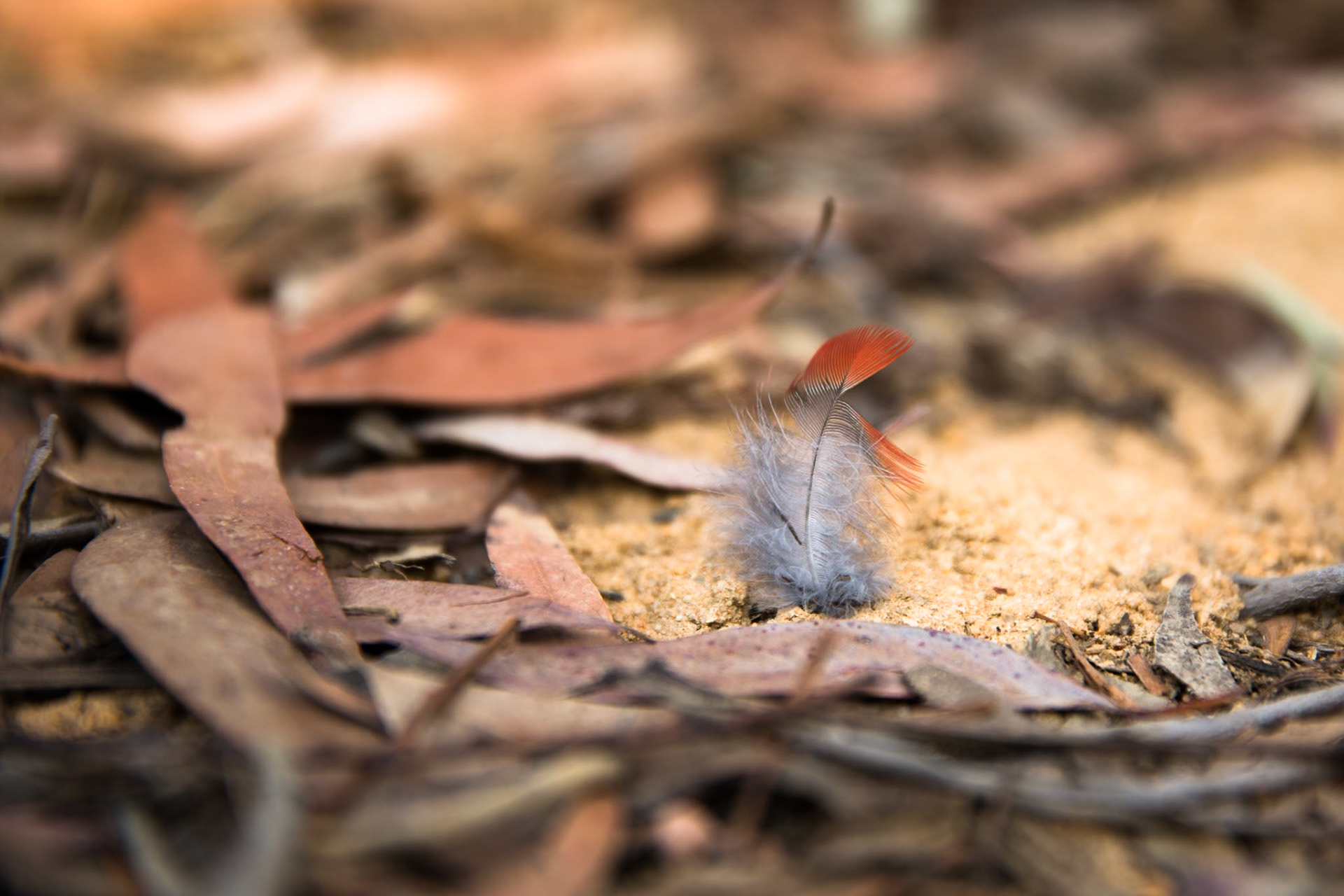 Descended from Neates Glen car park down to and through the Grand Canyon and back up to Evans Lookout. We continued along the clifftop path to Govett's leap and then on to Pulpit Rock. Notes by Peter Watt.