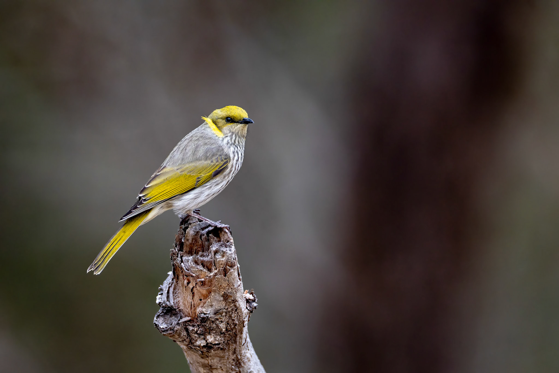 Yellow-plumed honeyeater, Stirling Ranges, West Australia