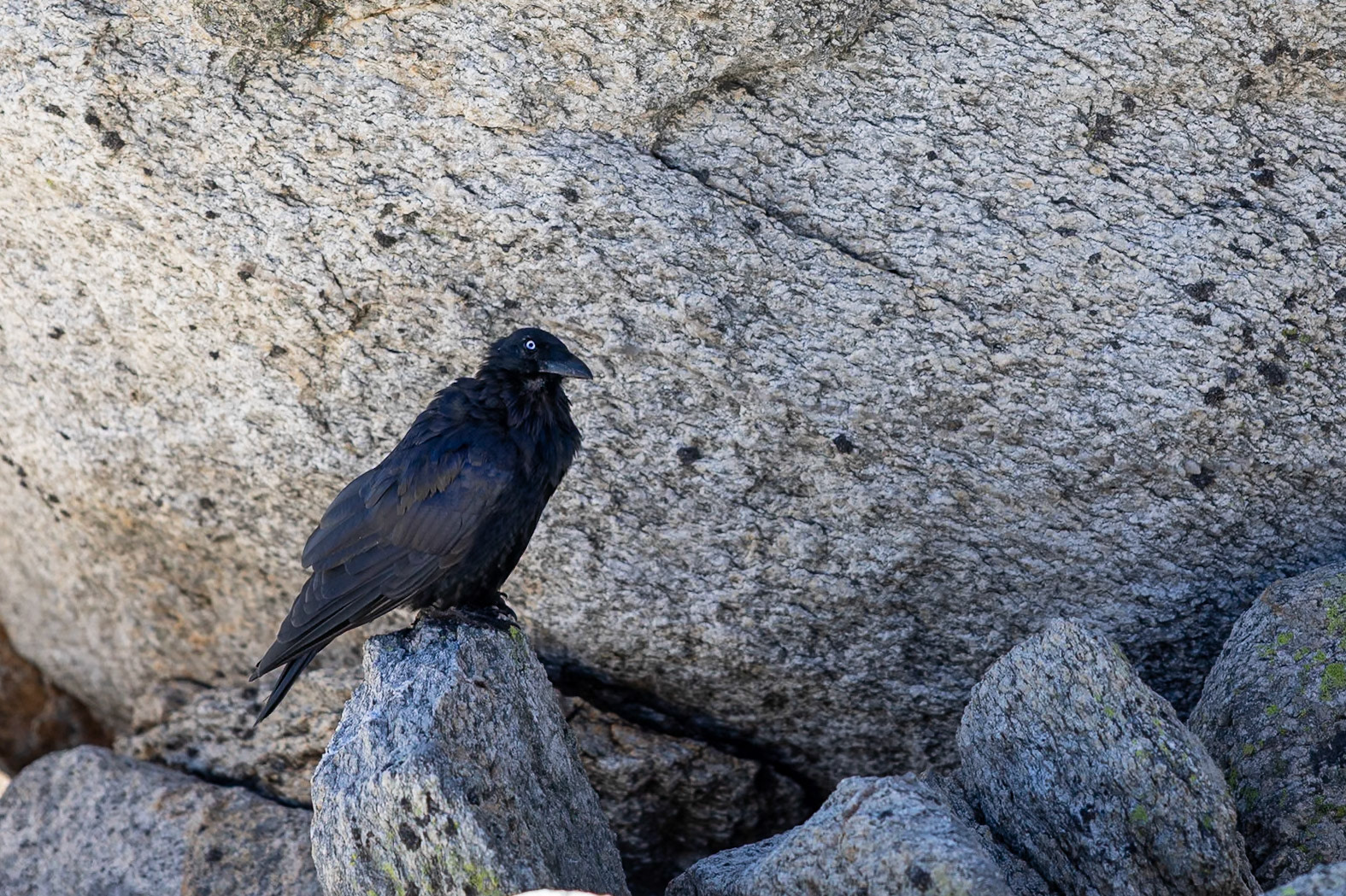 Thredbo to Kosciuszko Summit, Snowy Mountains Mountains, New South Wales, Australia