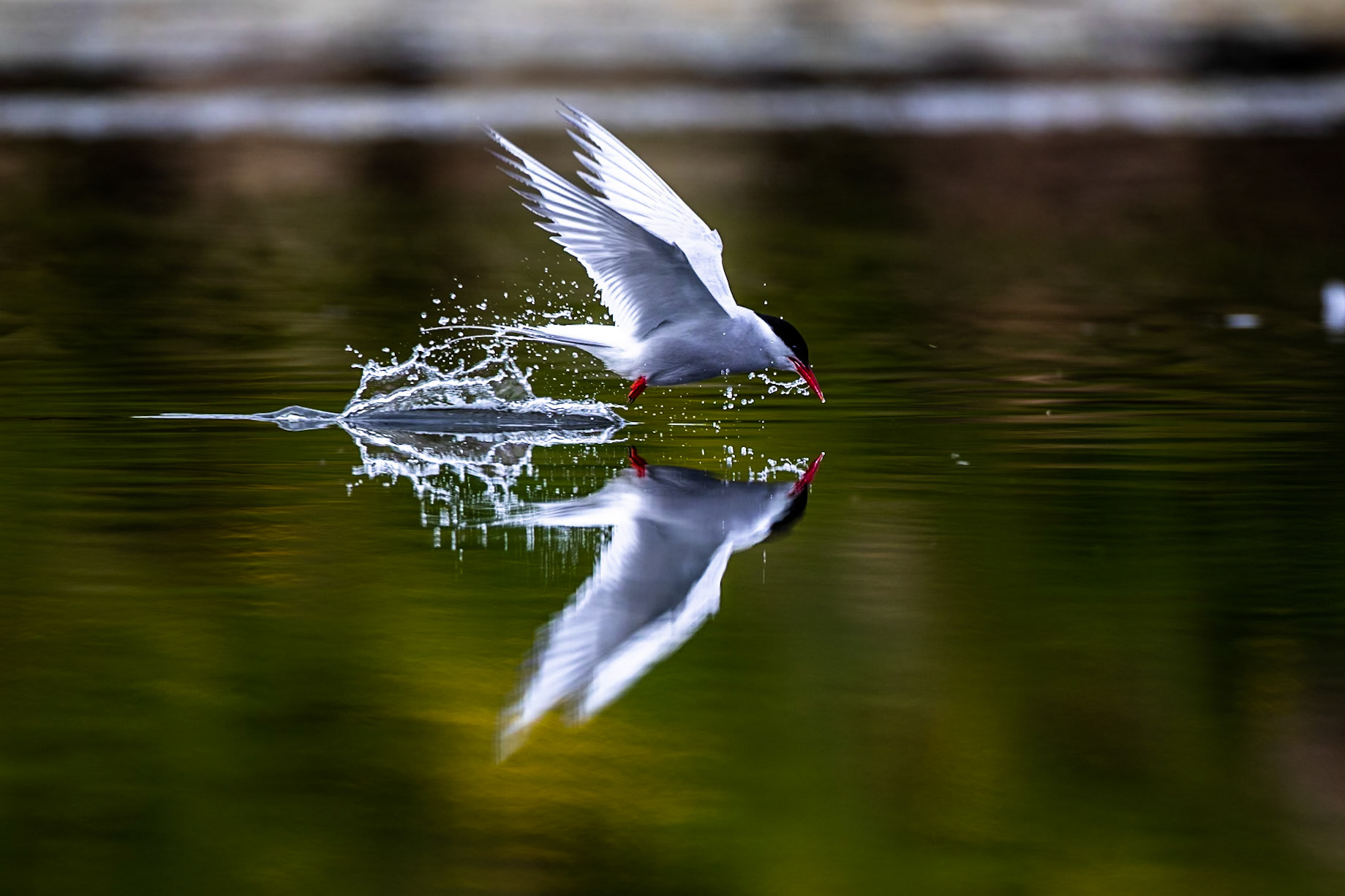 Arctic tern, Grímsey Island, Iceland