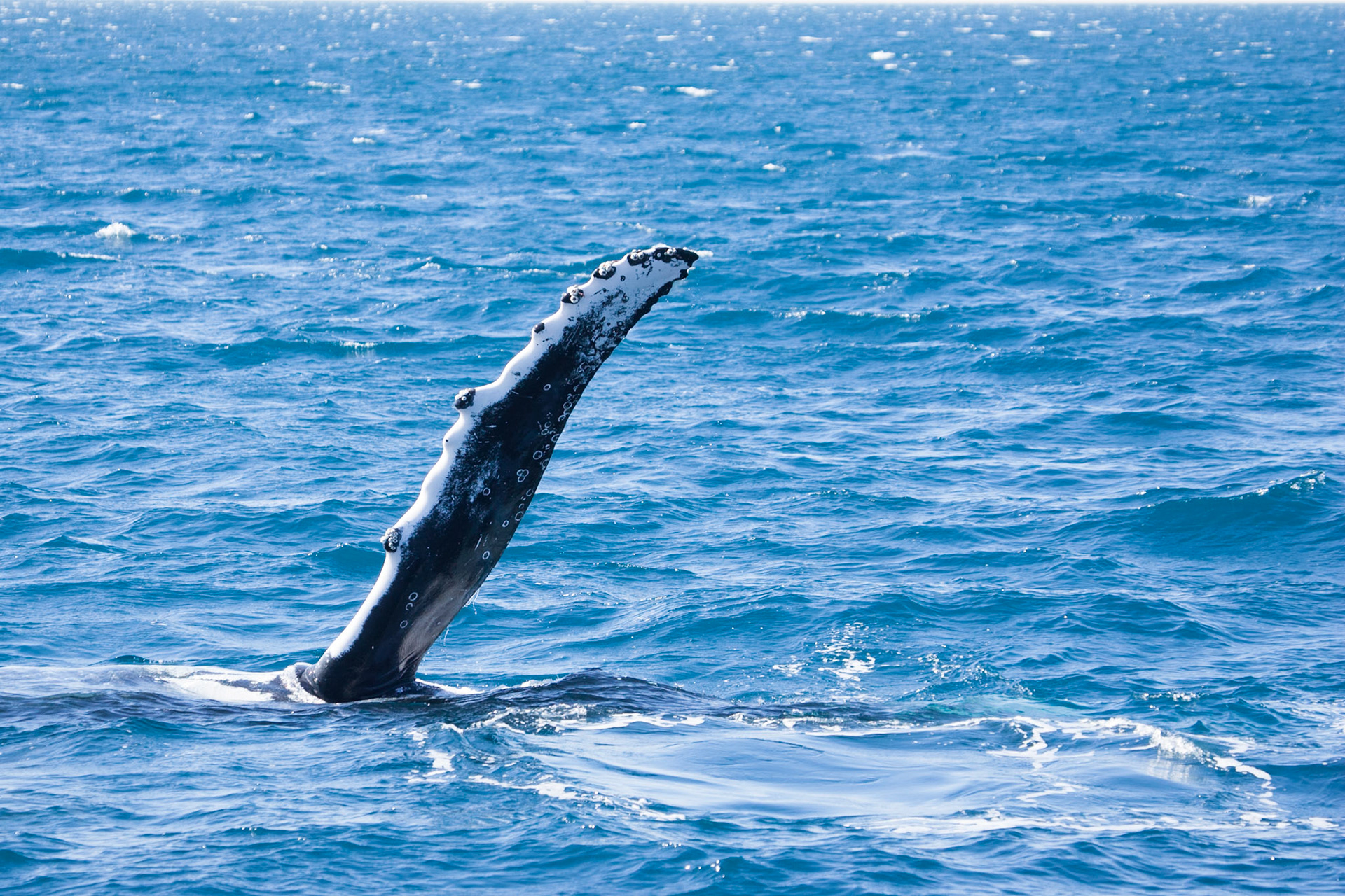 Humpback whale flippering, Hervey Bay near Fraser Island, Queensland