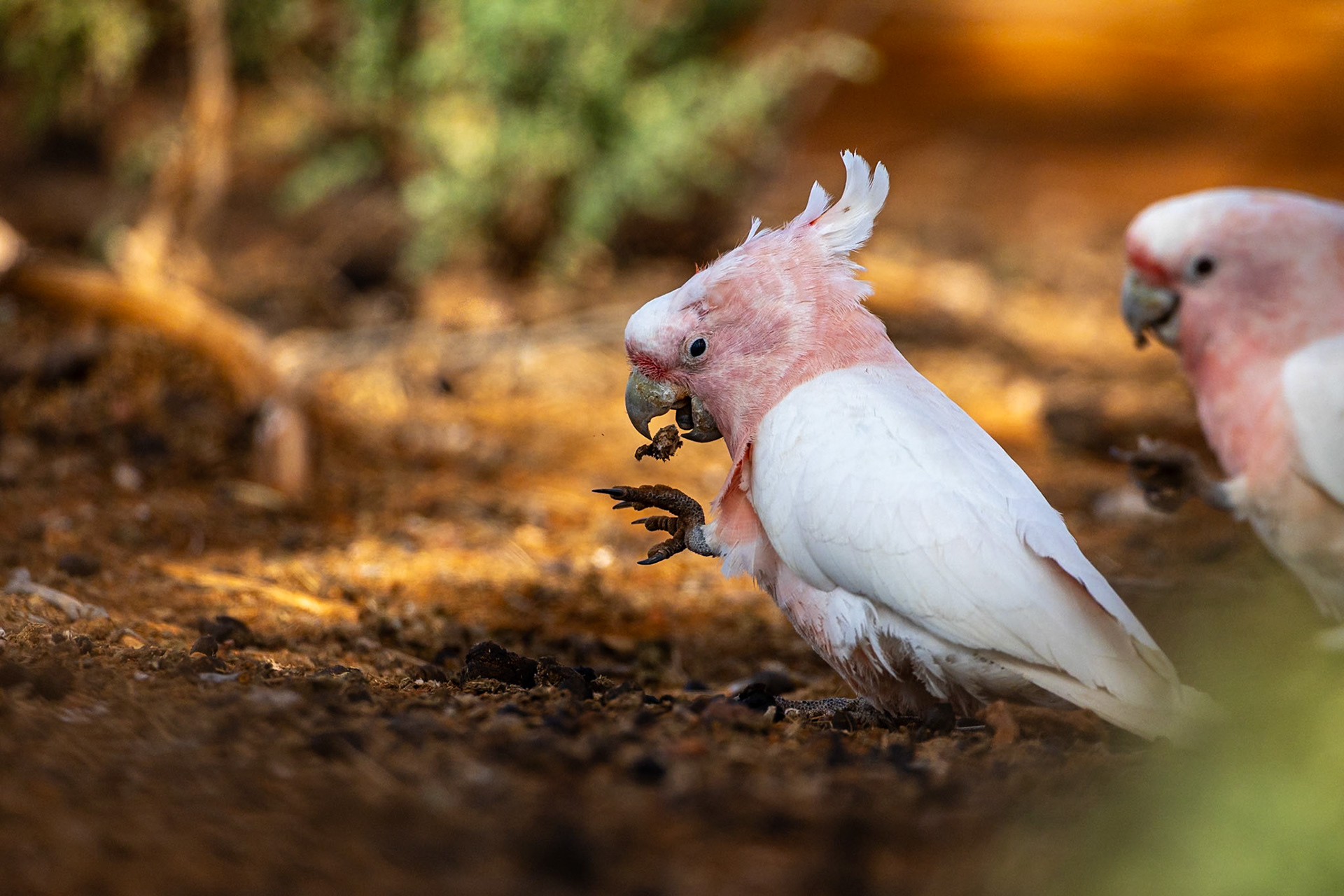 Pink cockatoo, Mt Ives, Port Augusta, South Australia