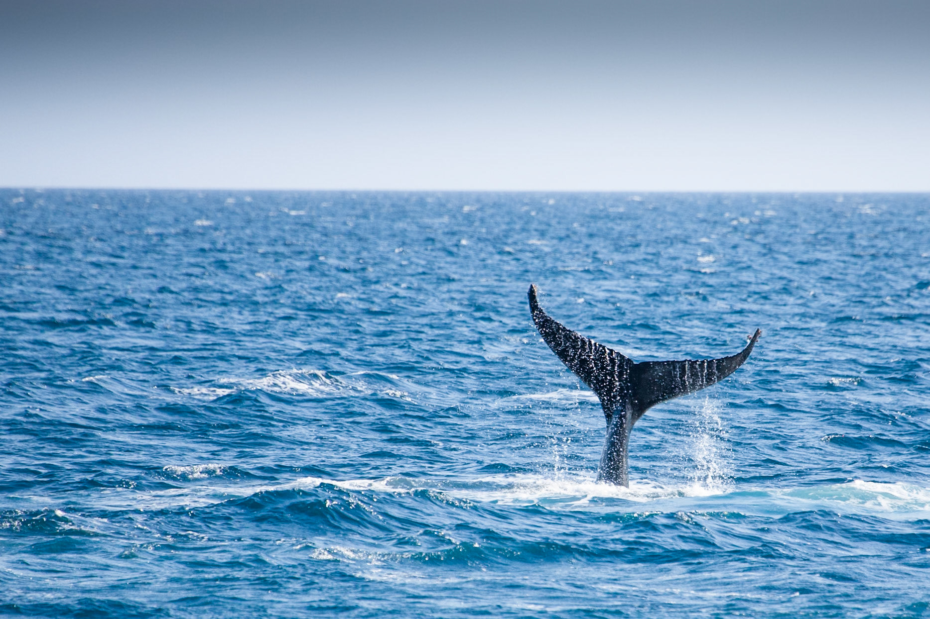 Humpback whale tail extension, Hervey Bay near Fraser Island, Queensland