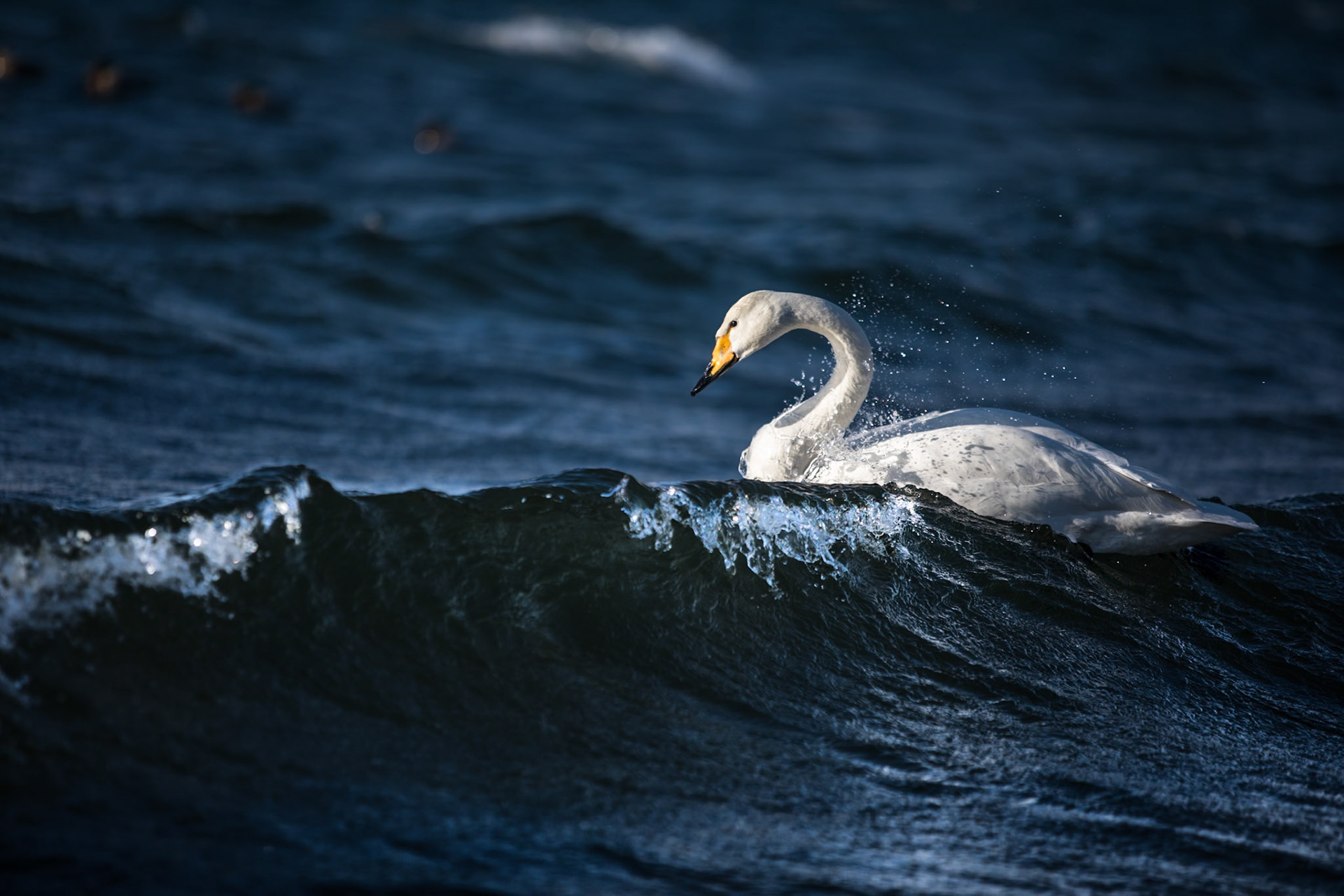 Whooper swan, Sunayu, Hokkaido, Japan