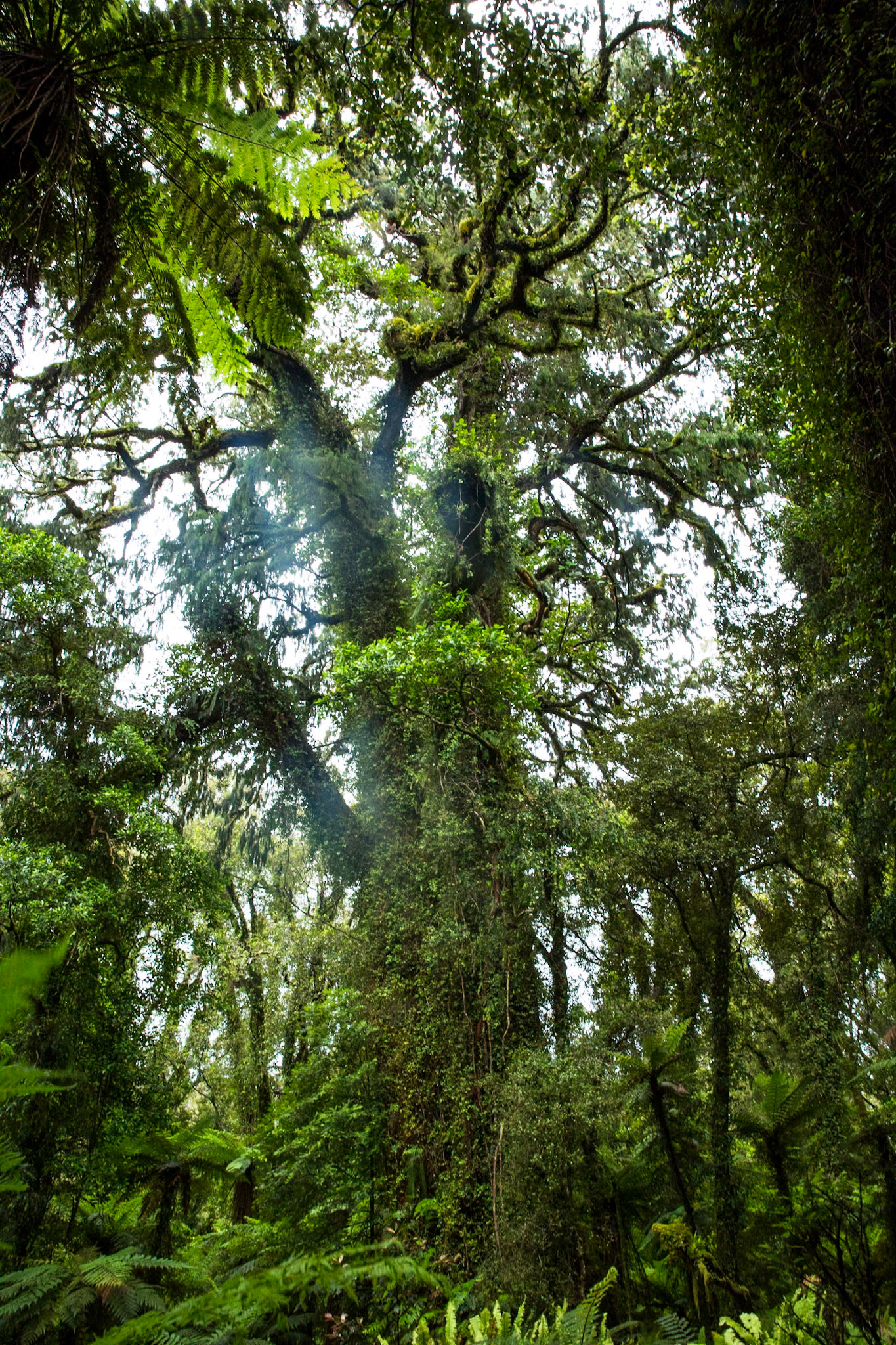 Hollyford Track, Pyke Lodge to Martin's Bay, New Zealand