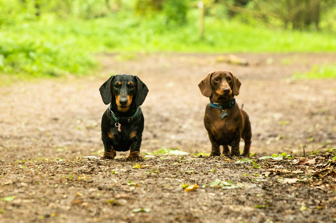 Ashridge Estate, National Trust Forest, Ringshall, England, United Kingdom