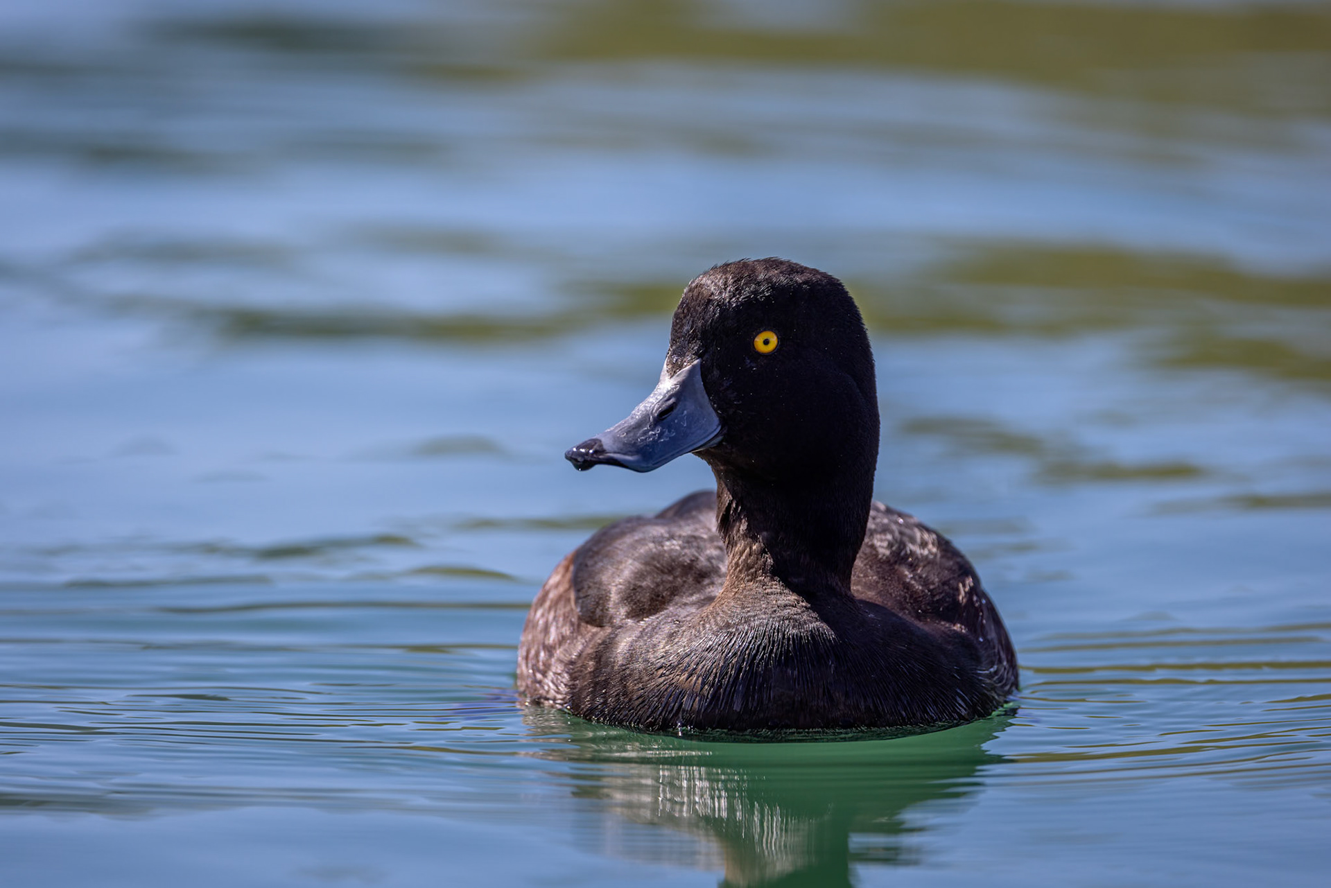 New Zealand scaup, Twizel, New Zealand