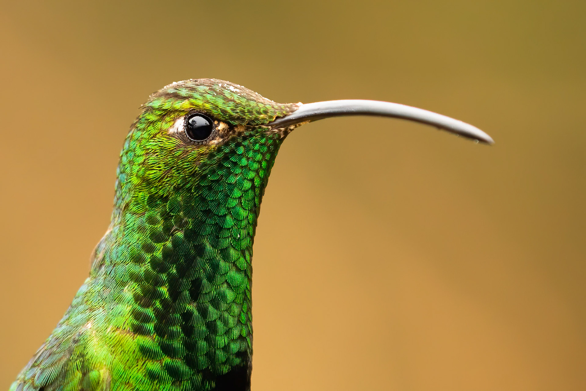 Mountain velvetbreast, Terminales del Ruiz, Colombia