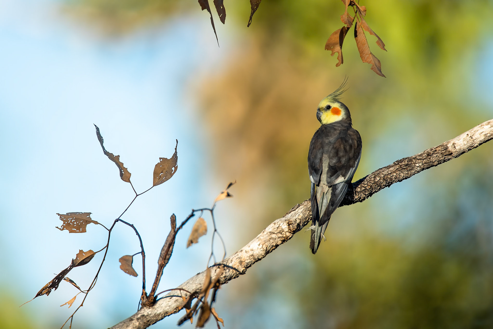 Cockatiel, Katherine, Northern Territory, Australia