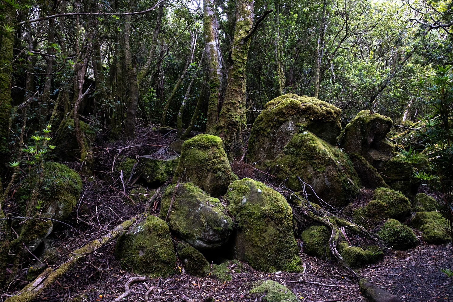 Three Capes Track, Cape Pillar Lodge to Cape Hauy and Fortescue Bay, Tasmania