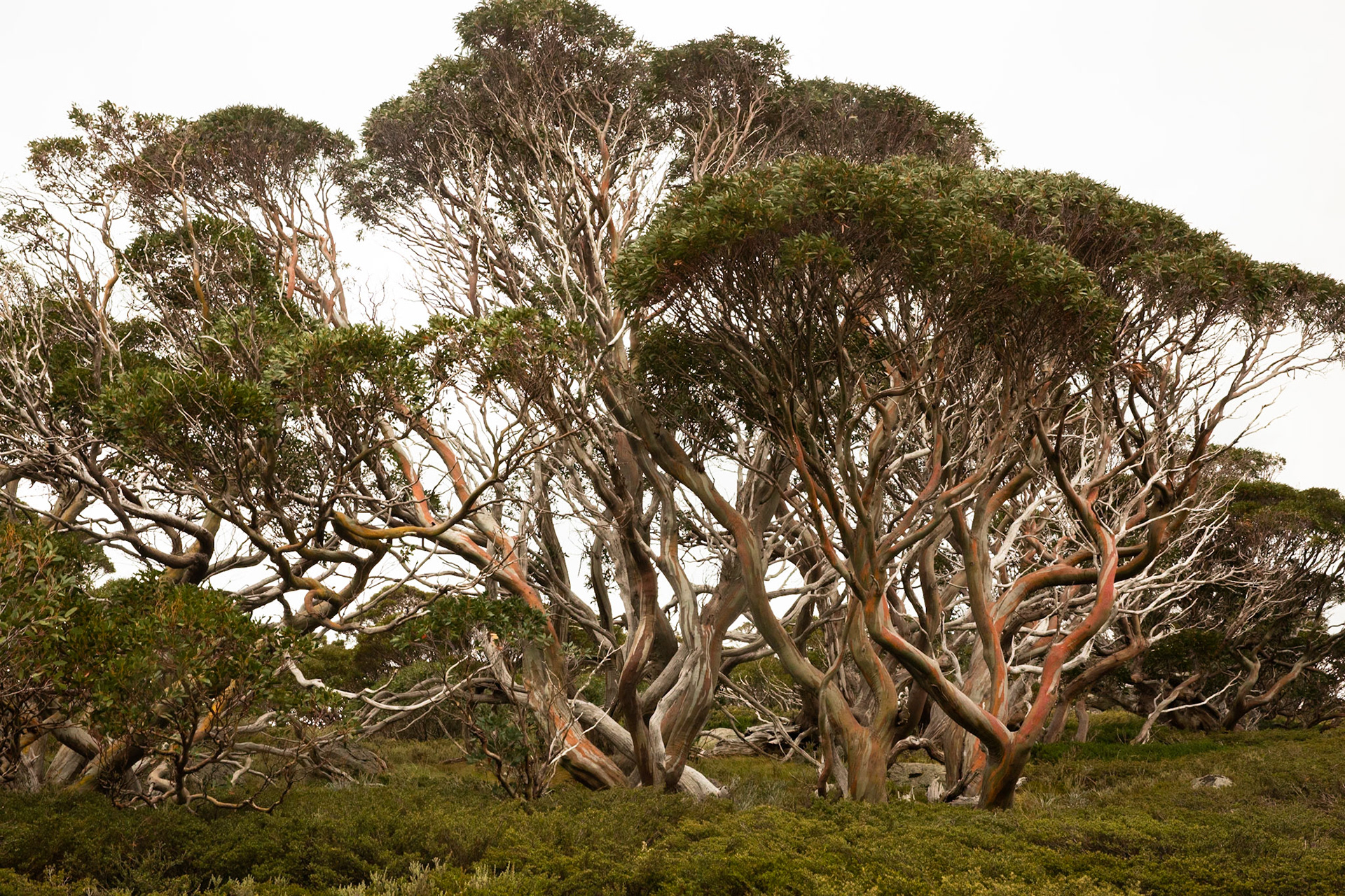 Summit walk, Mount Kosciuszko, Mount Kosciuszko National Park, Snowy Mountains, New South Wales