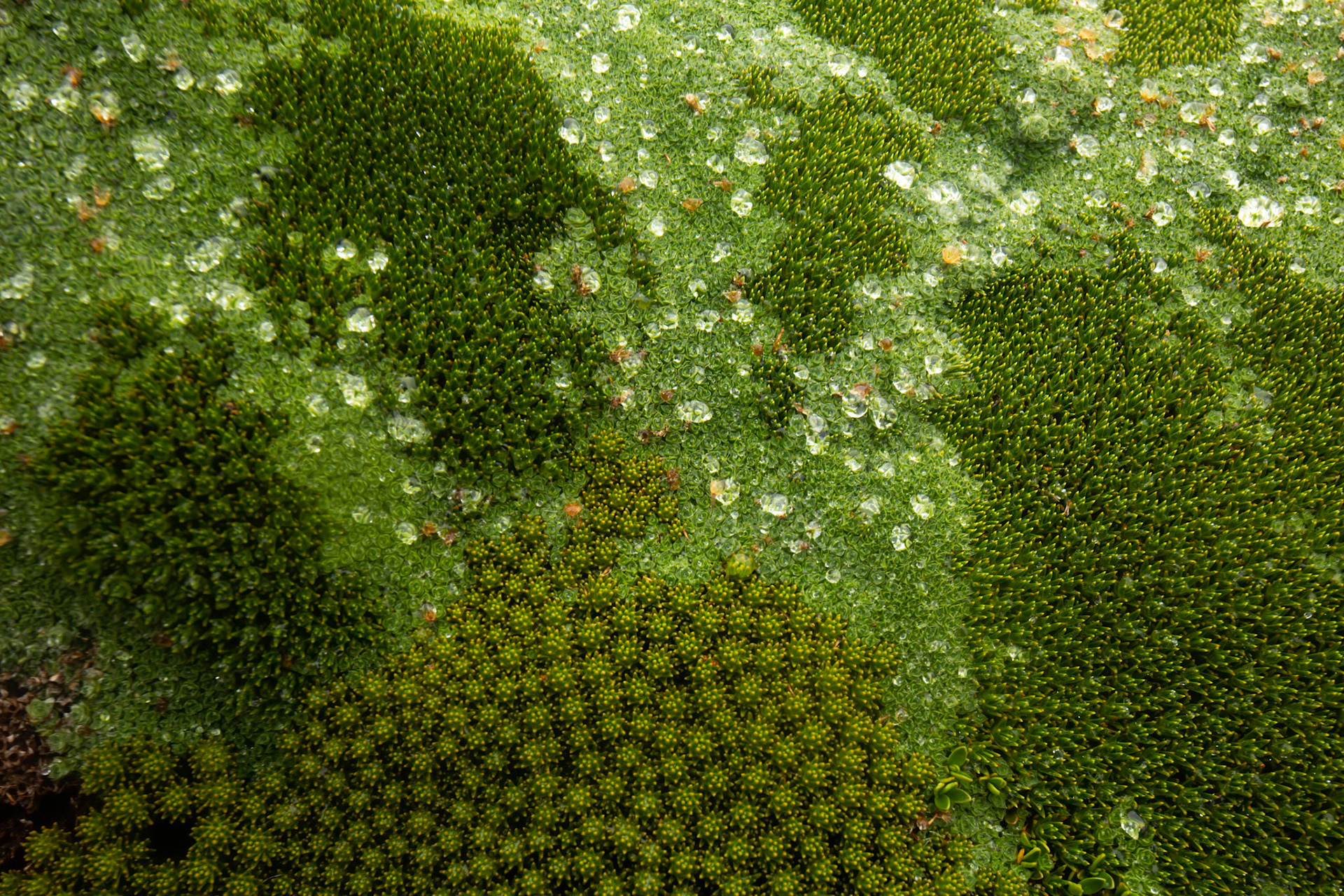 Pelion to Kia Ora, The Overland Track, Cradle Mountain- Lake St Clair National Park, Tasmania.