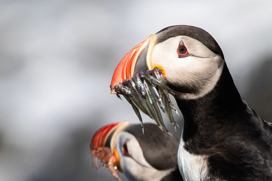 Atlantic puffin, Grímsey Island, Iceland