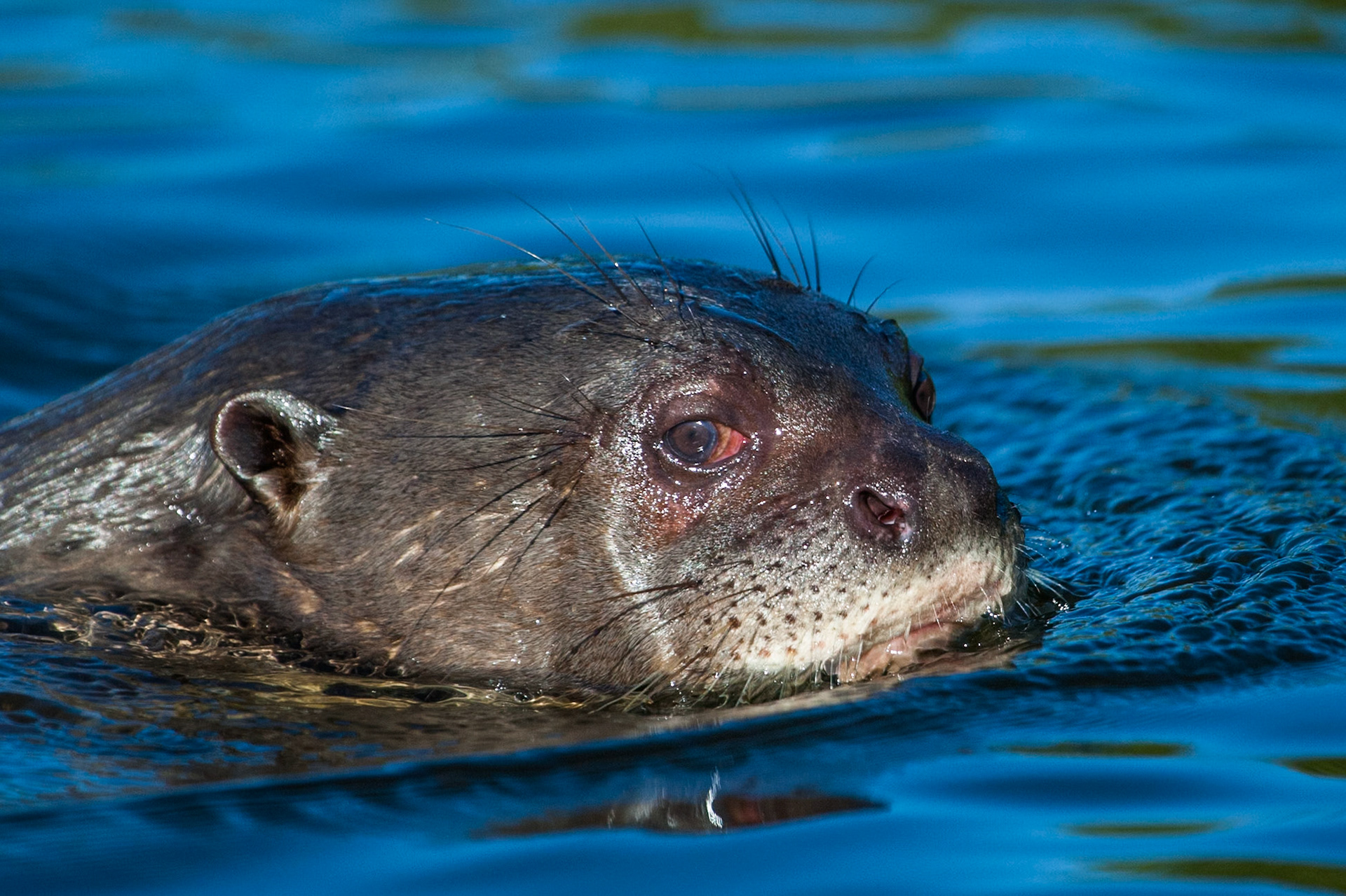 Giant otter, Mato grosso, Pantanal, Brazil