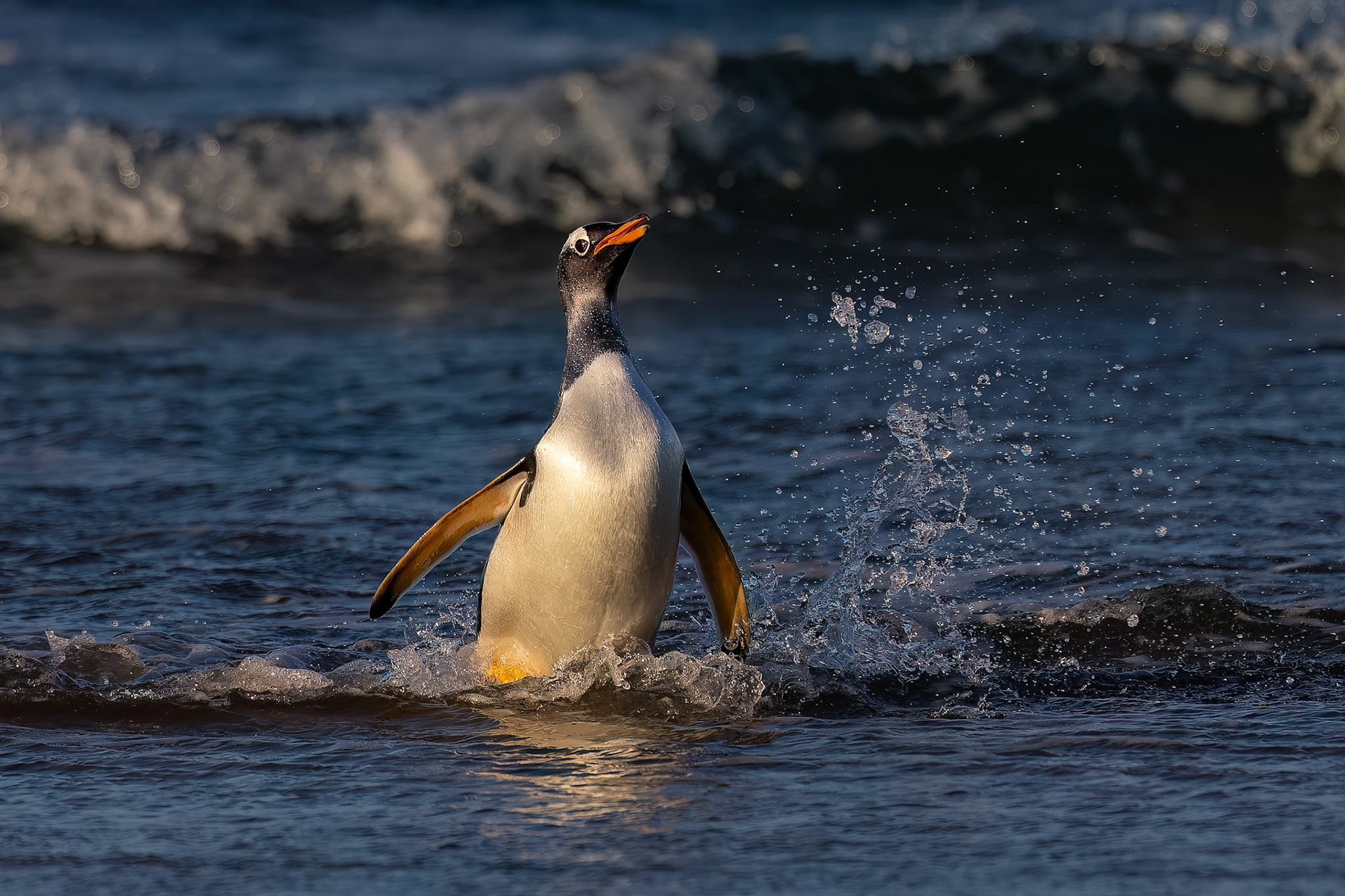 Gentoo penguin, The Neck, Saunders Island, Falkland Islands