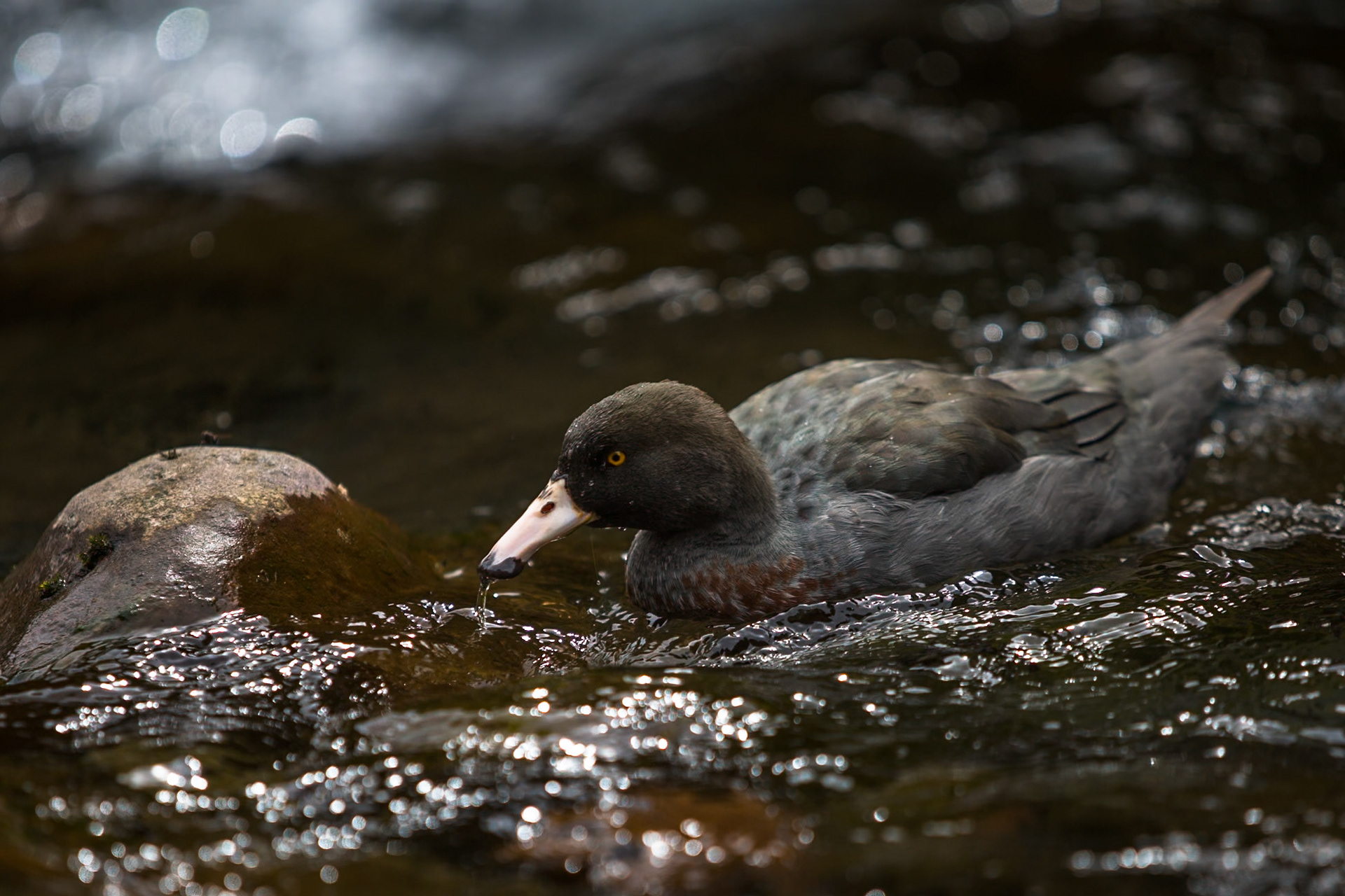 Blue duck, Silica rapids, Tongariro, New Zealand