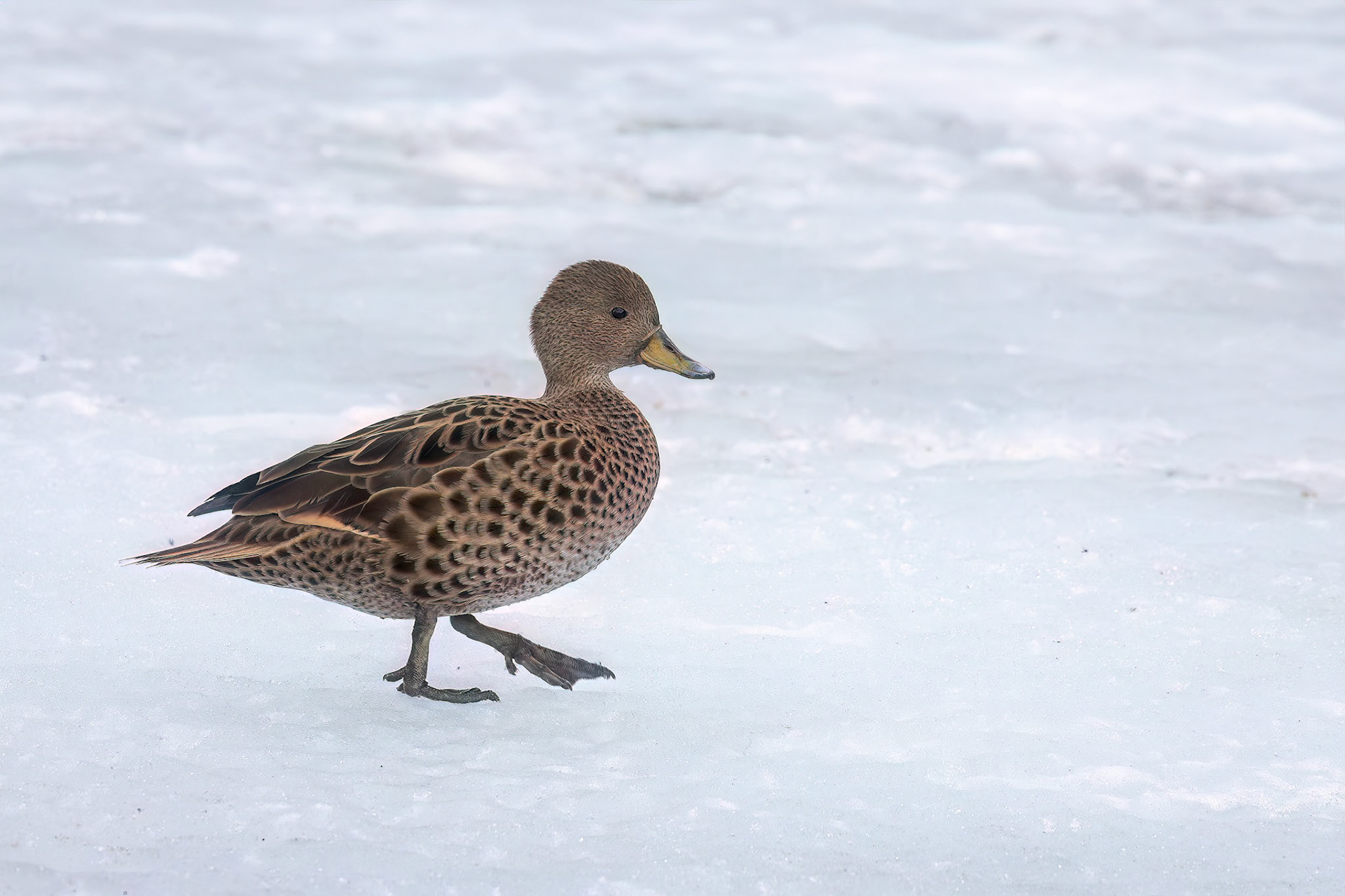 Yellow-billed pintail, Rightwhale Bay, South Georgia