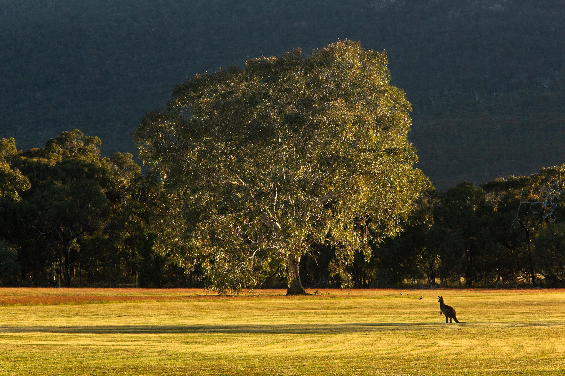 Eastern grey kangaroo, Eagle Wings Rise, Hall's Gap, The Grampians, Victoria