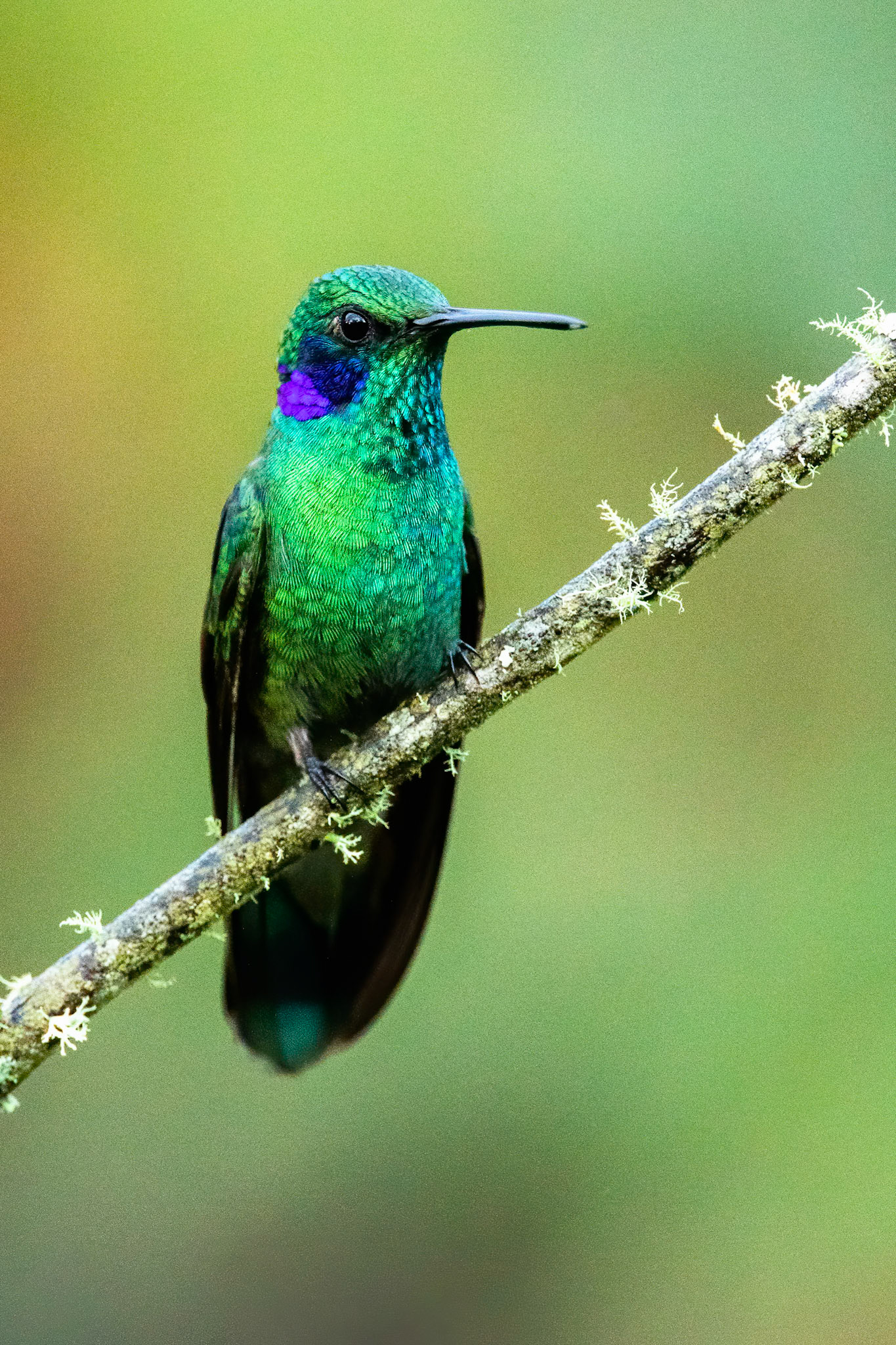 Green violet-ear, Rio Blanco, Colombia
