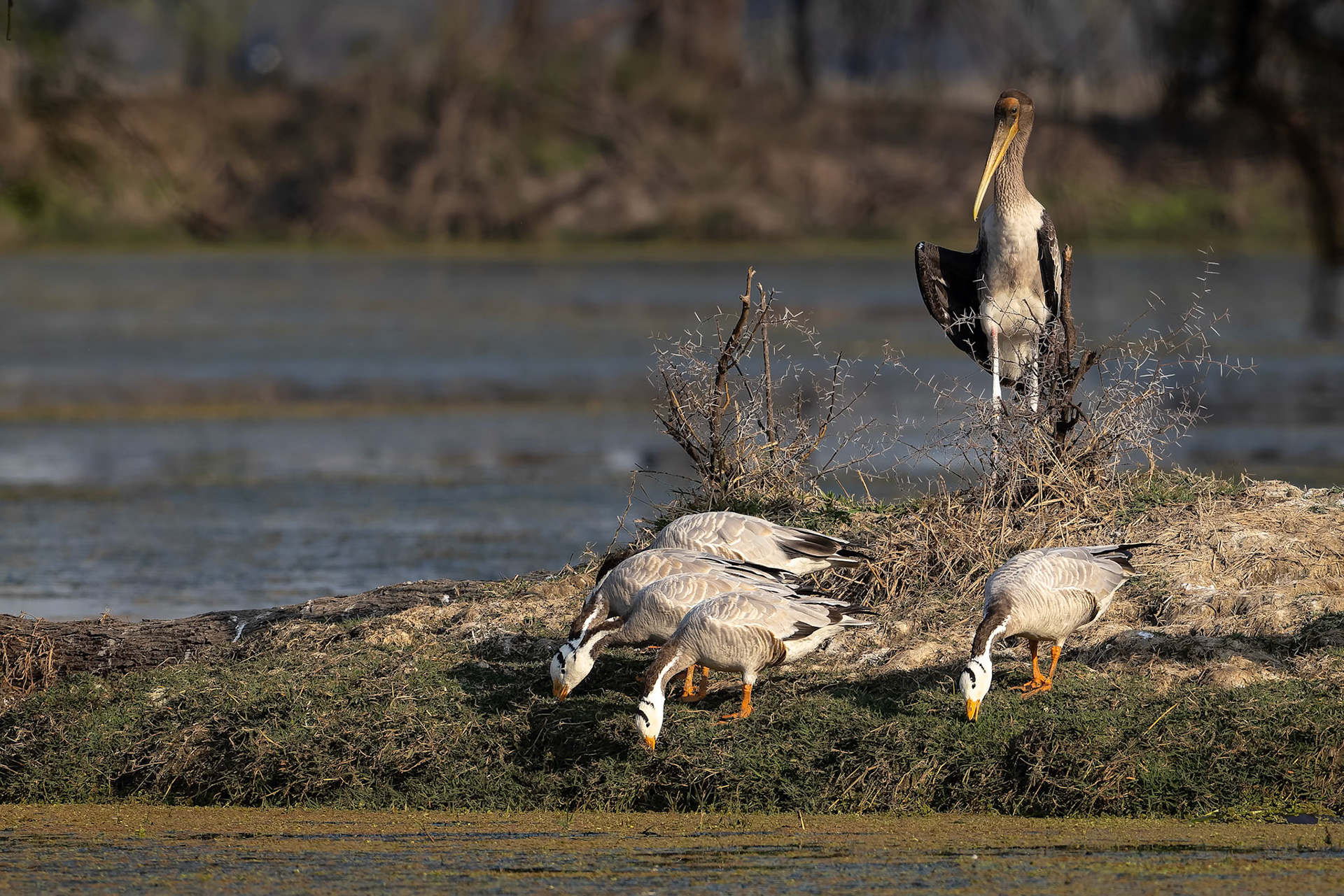 Bar-headed goose, Keoladeo National Park, Bharatpur, India