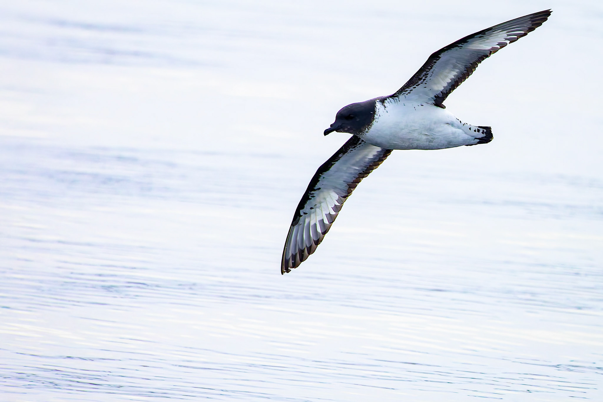 Cape petrel, Whaler's Bay, Deception Island