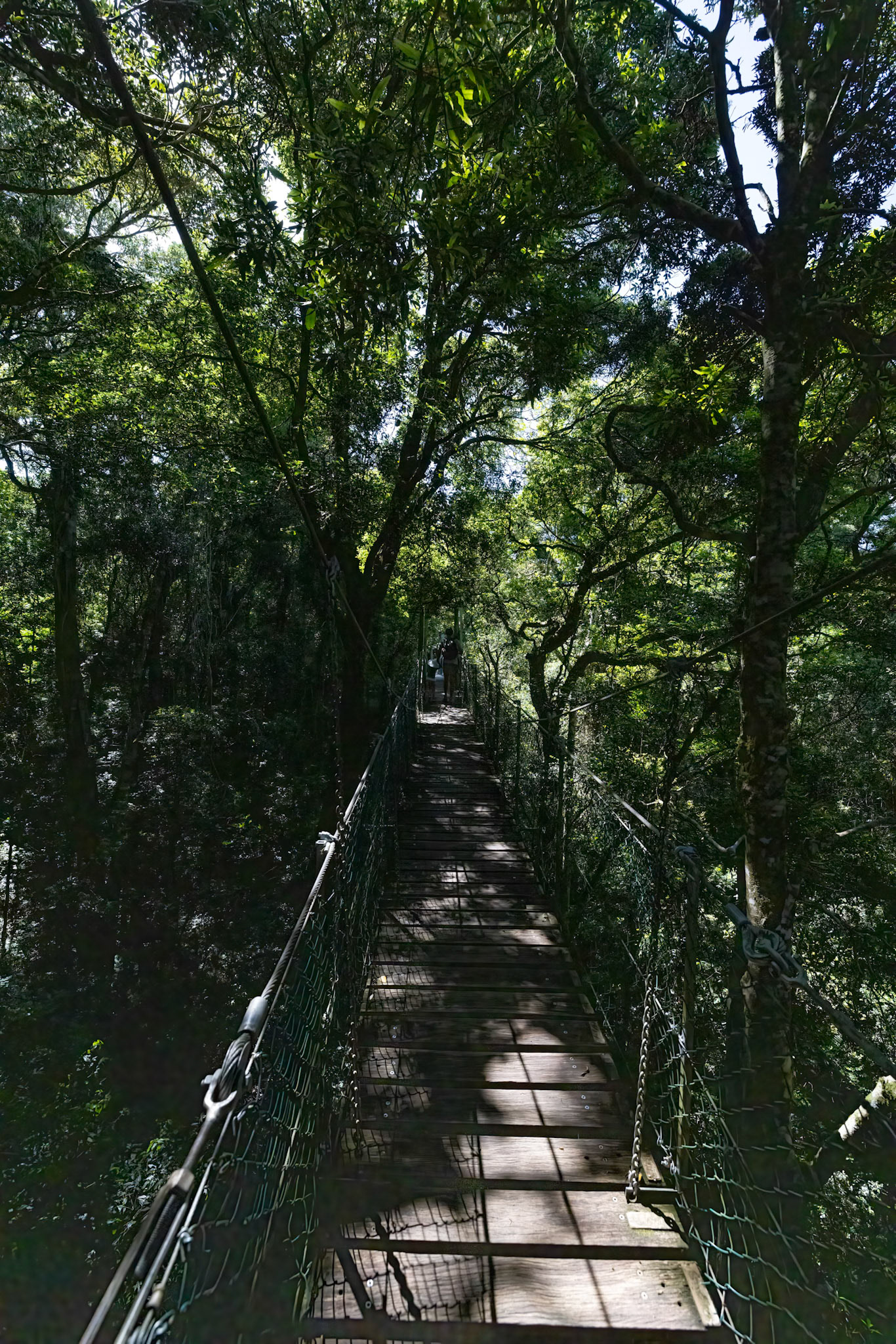 O'Reilly's Rainforest Retreat, Lamington National Park, Queensland, Australia